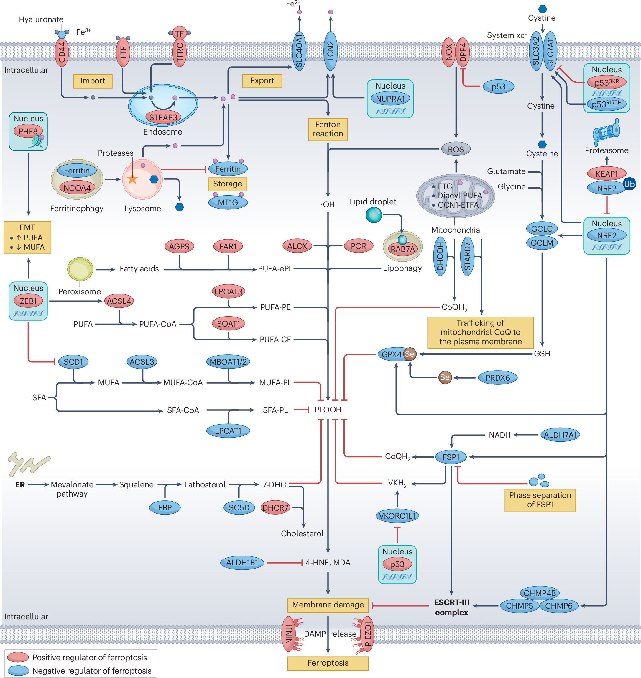 glutathione peroxidase gpx activity Frontiers