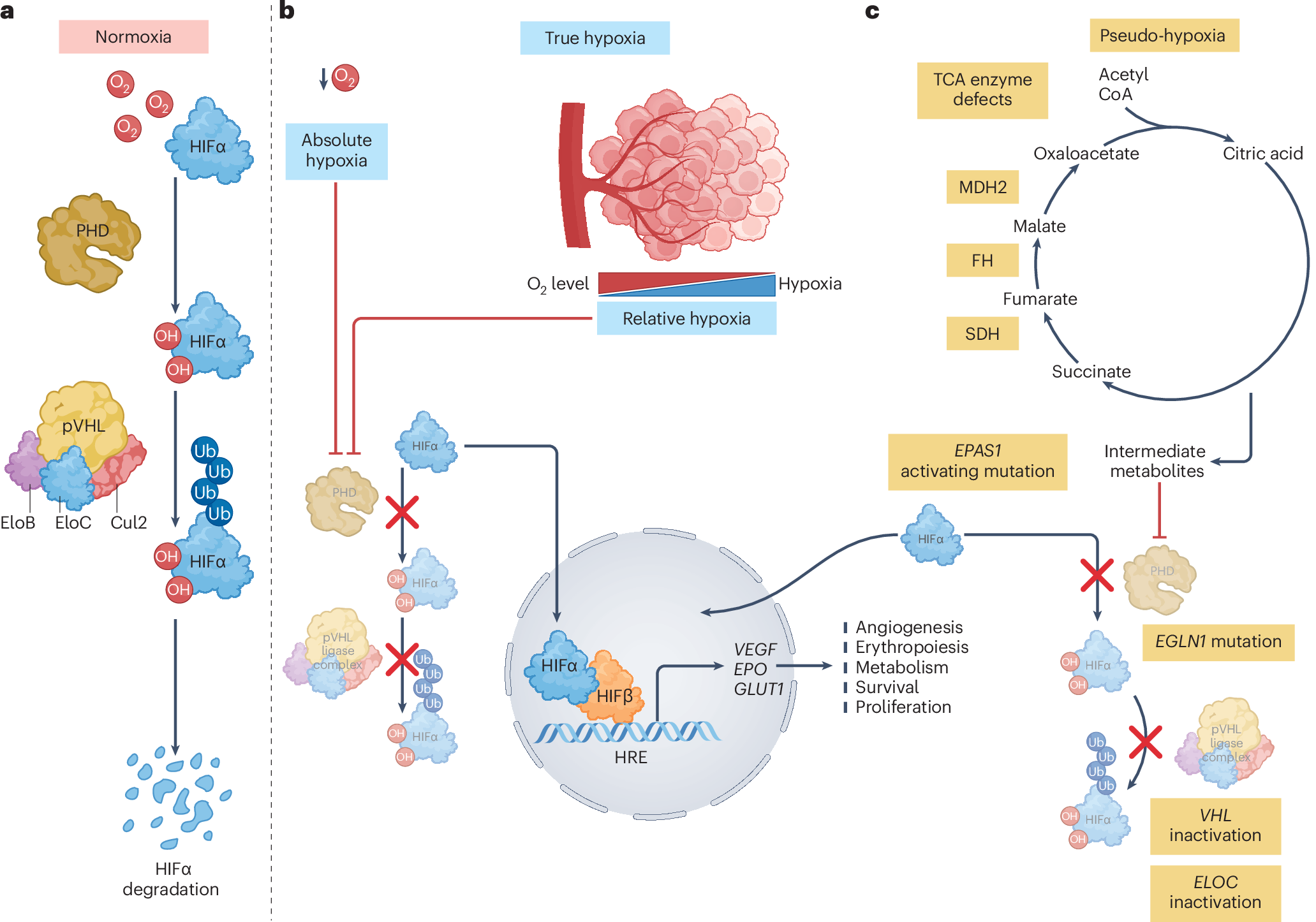 dihexa peptide cognitive enhancement mechanism evidence risks DIHEXA main image 1
