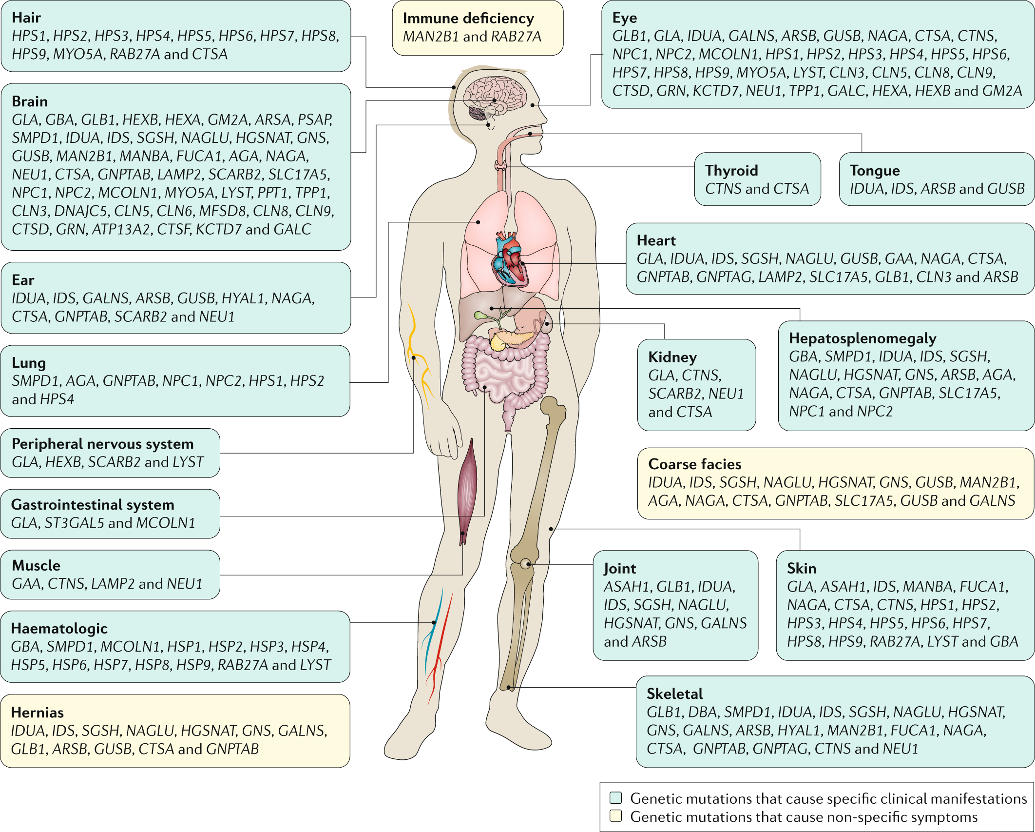 Niemann-Pick Disease  Concise Medical Knowledge