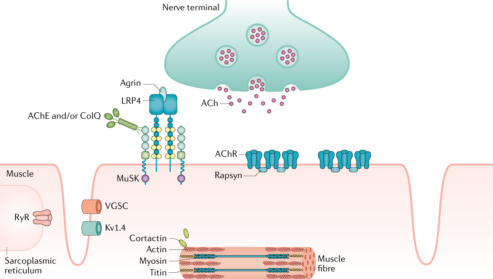 Sodium butyrate alleviates R97-116 peptide-induced myasthenia