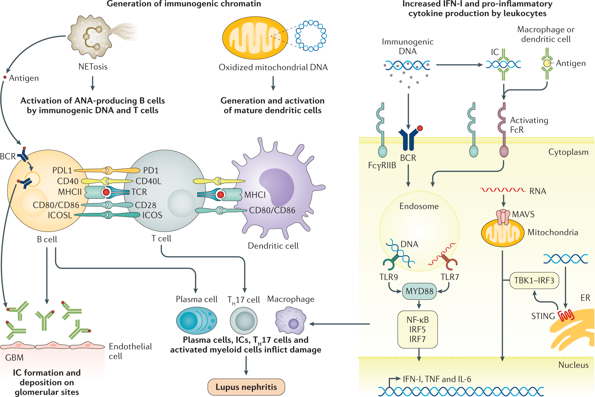 Lupus nephritis Nature Reviews Disease Primers