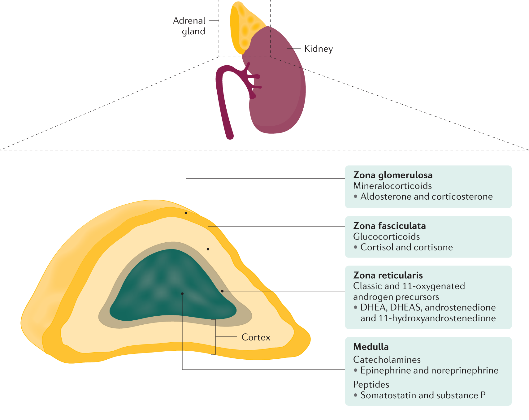 Serum cortisol testing for suspected adrenal insufficiency - The