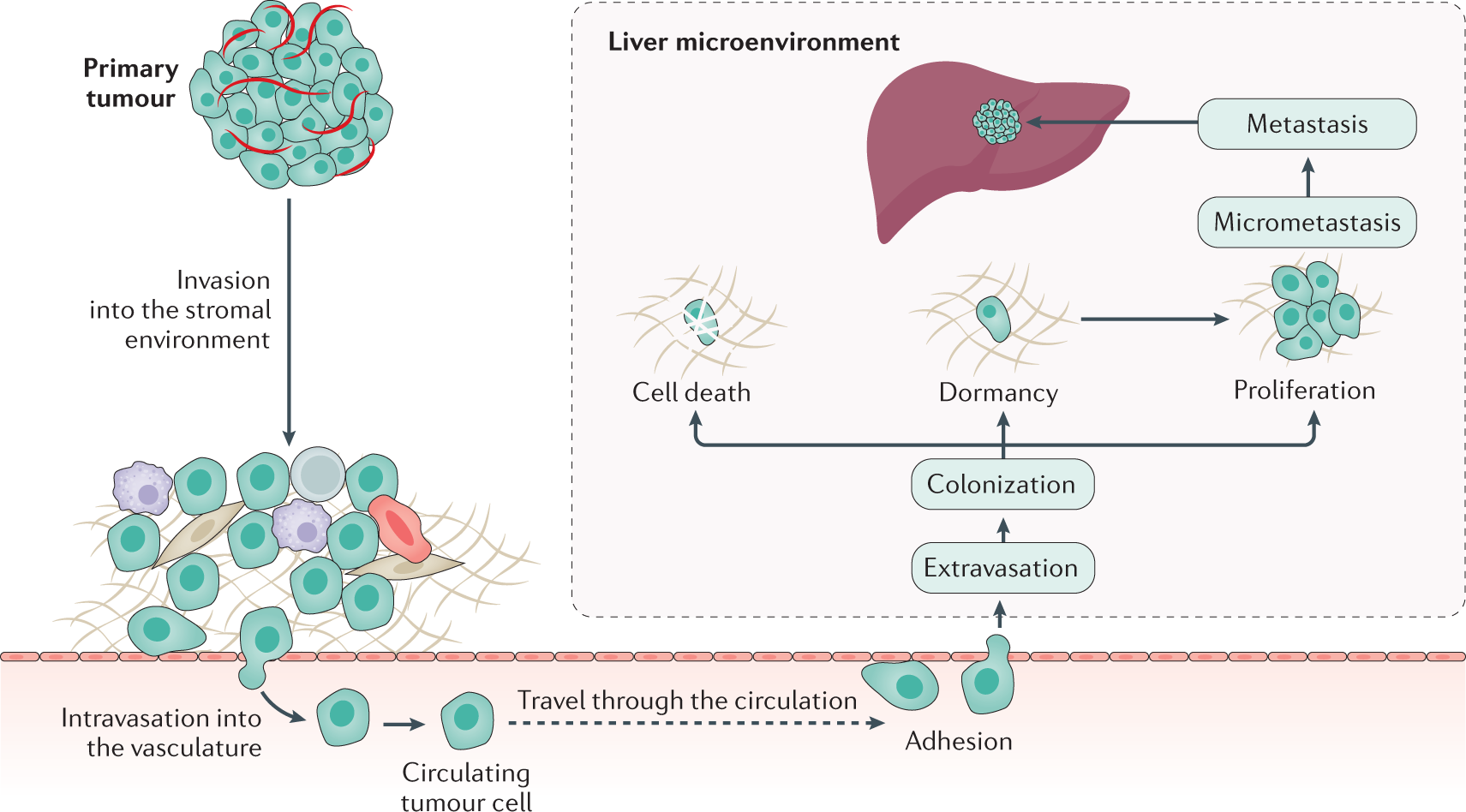 Liver Immunity Regimen