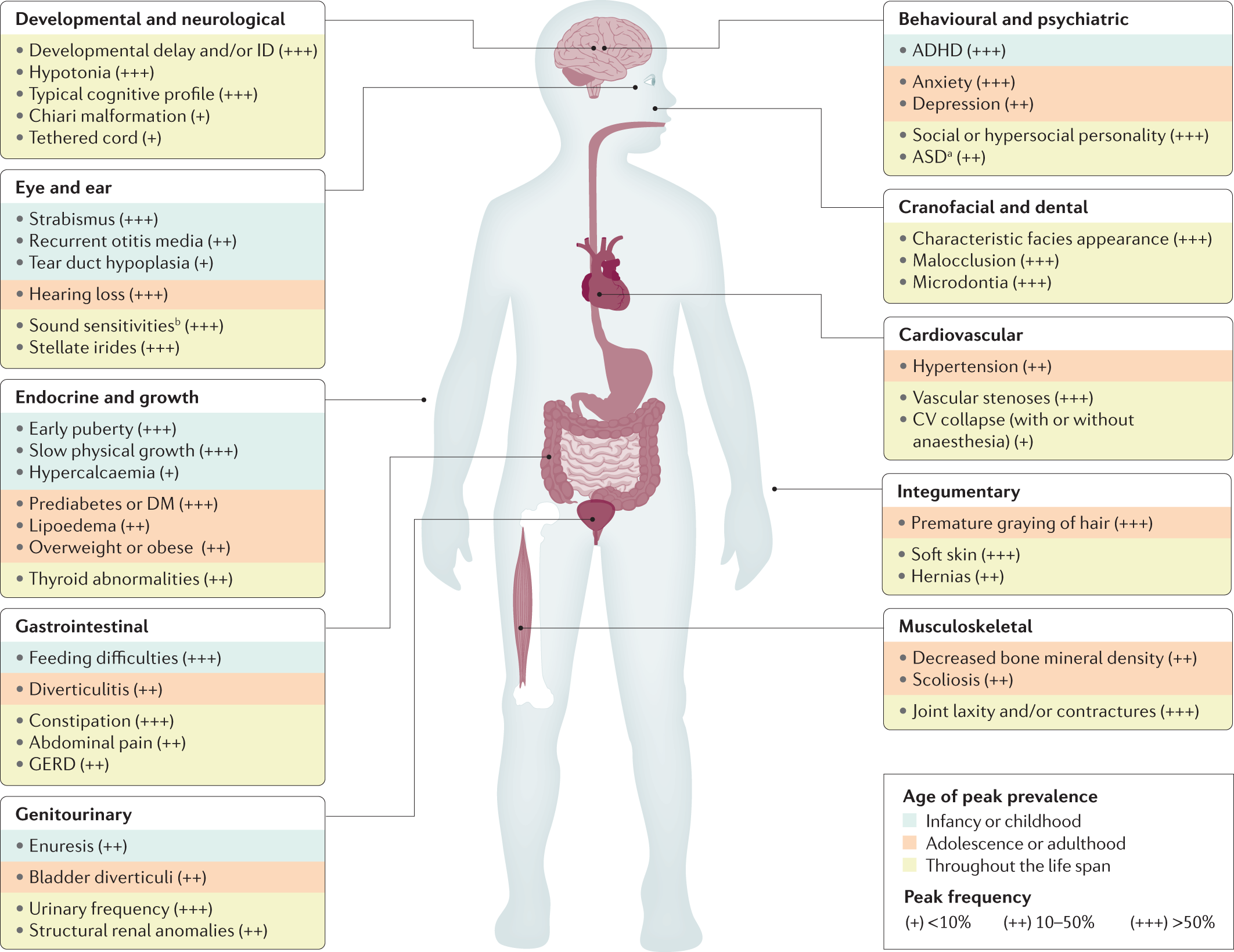 Flank Region of the Anatomy - Trial Exhibits Inc.