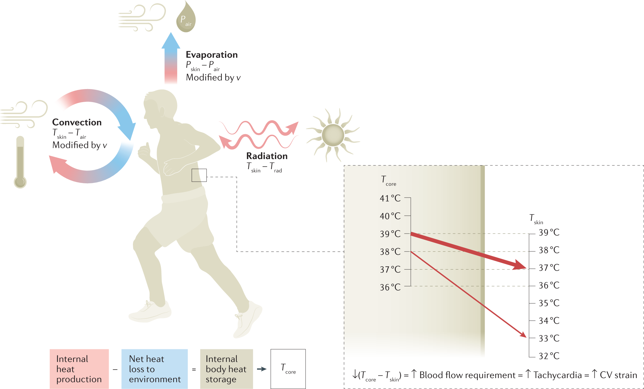 A century of exercise physiology: concepts that ignited the study of human  thermoregulation. Part 3: Heat and cold tolerance during exercise