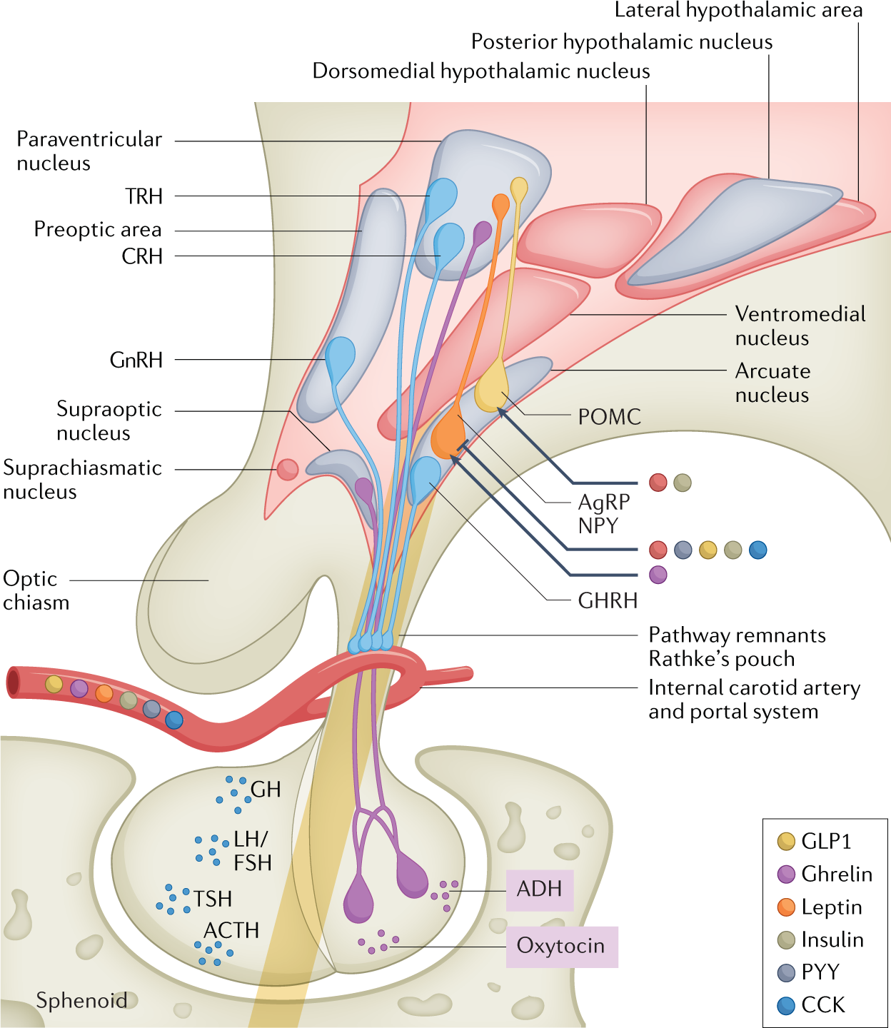 Hypothalamic syndrome  Nature Reviews Disease Primers