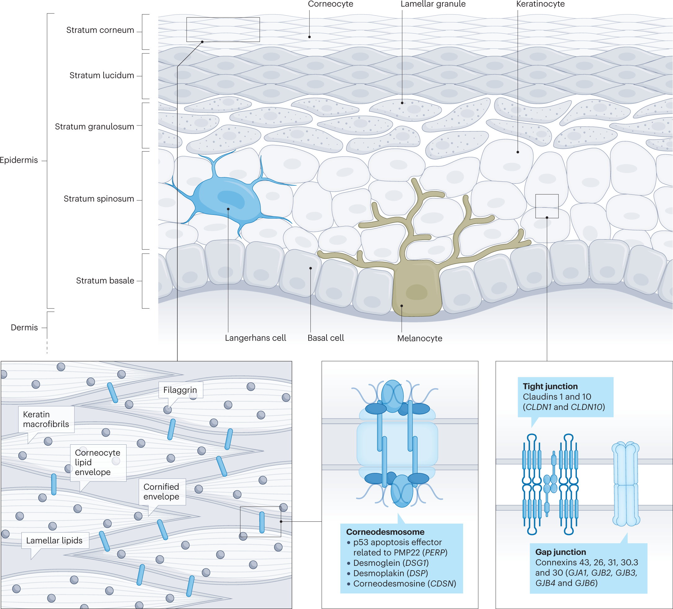 Ichthyosis | Nature Reviews Disease Primers