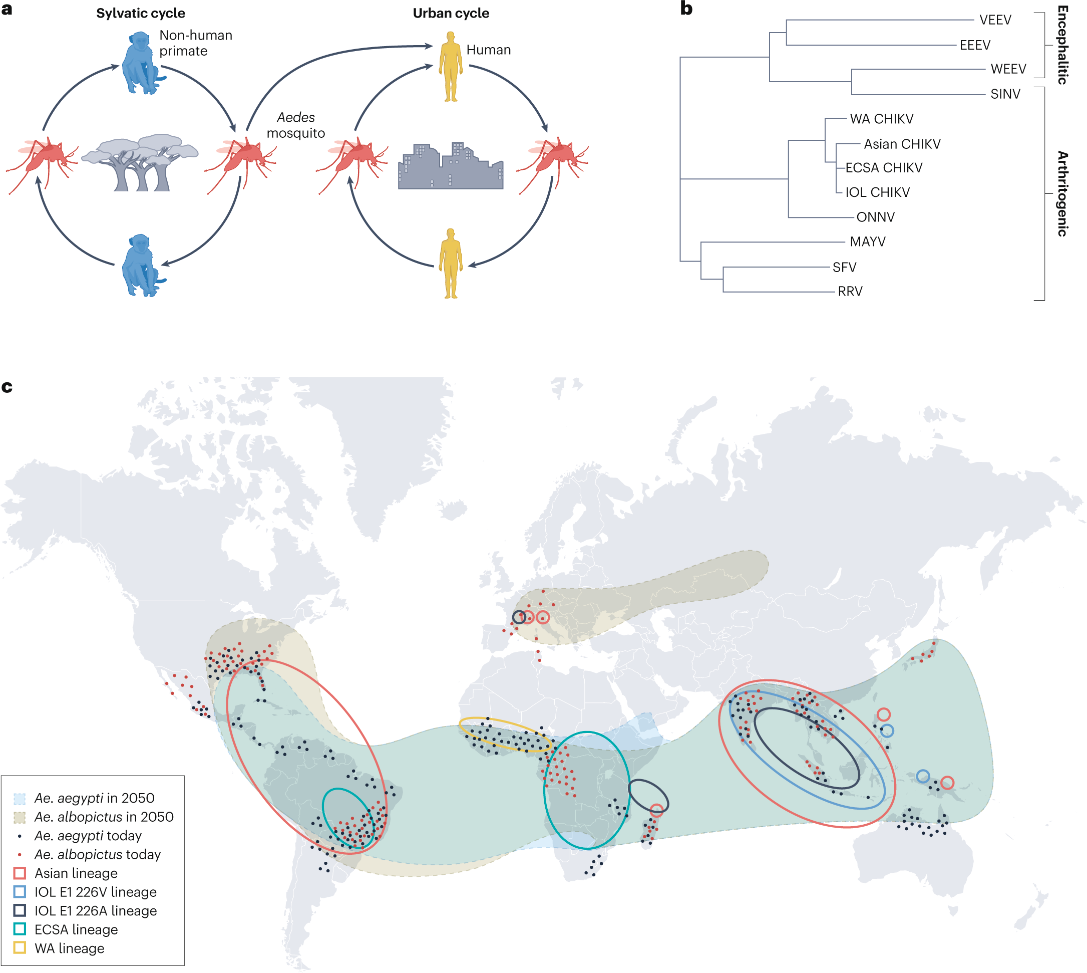 Chikungunya fever | Nature Reviews Disease Primers