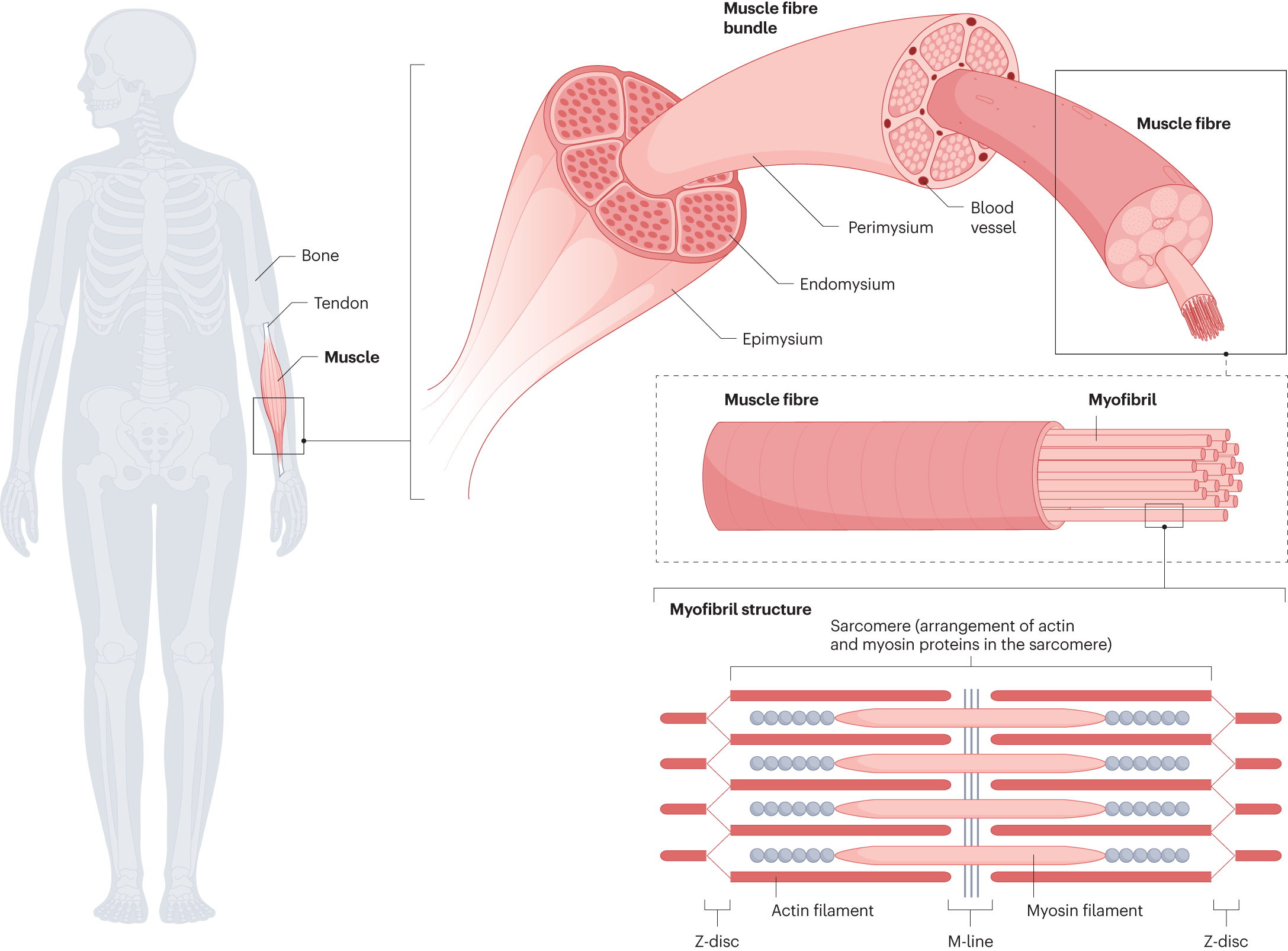 https://media.springernature.com/full/springer-static/image/art%3A10.1038%2Fs41572-023-00469-8/MediaObjects/41572_2023_469_Fig1_HTML.png