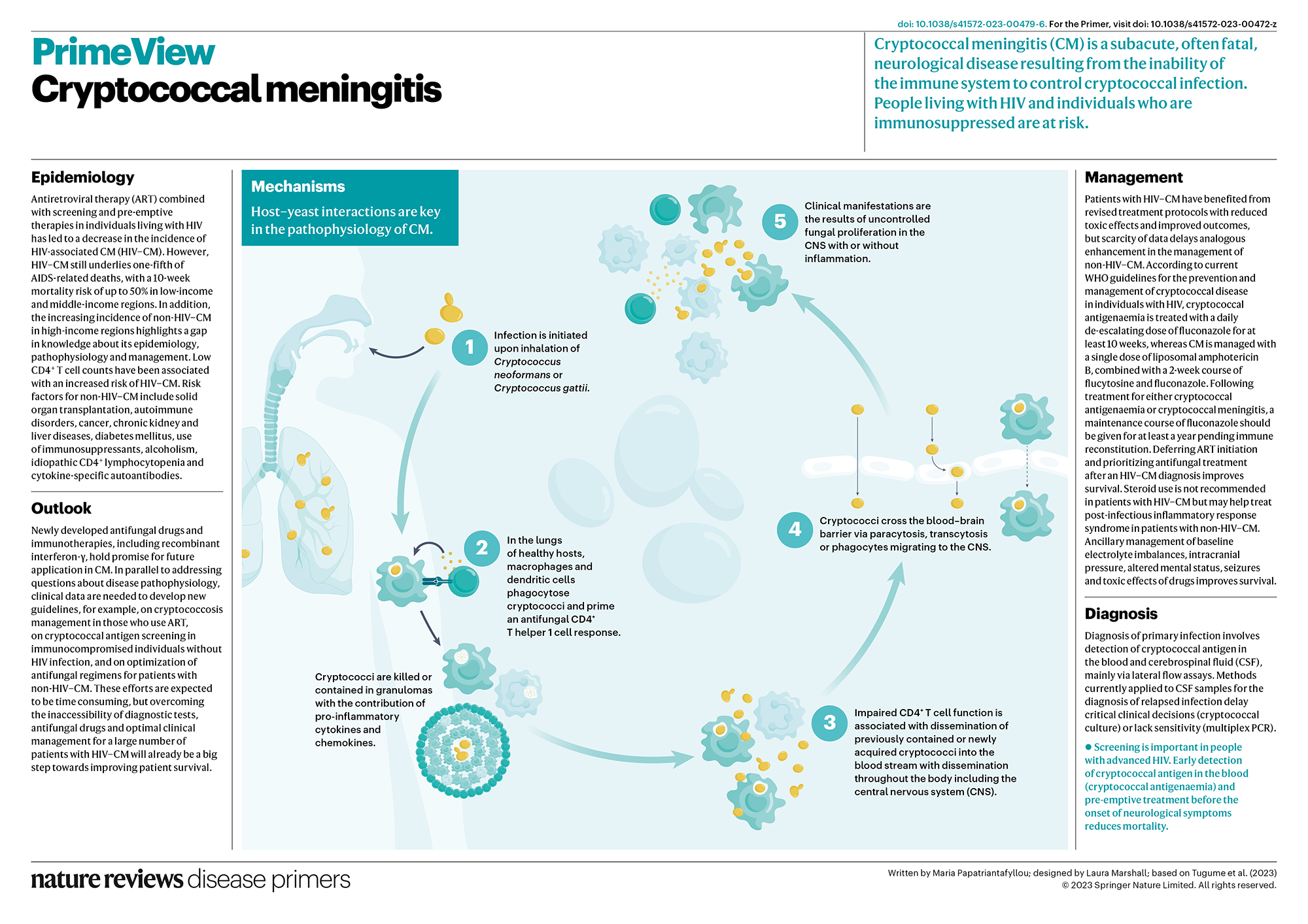 Cryptococcal meningitis | Nature Reviews Disease Primers