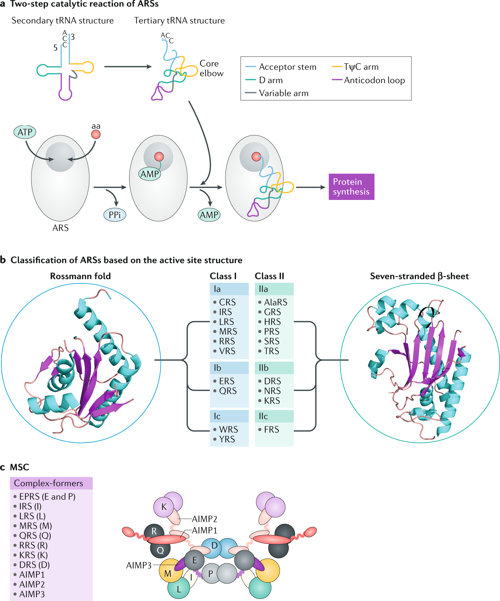 Aminoacyl Trna Synthetases As Therapeutic Targets Nature Reviews Drug Discovery