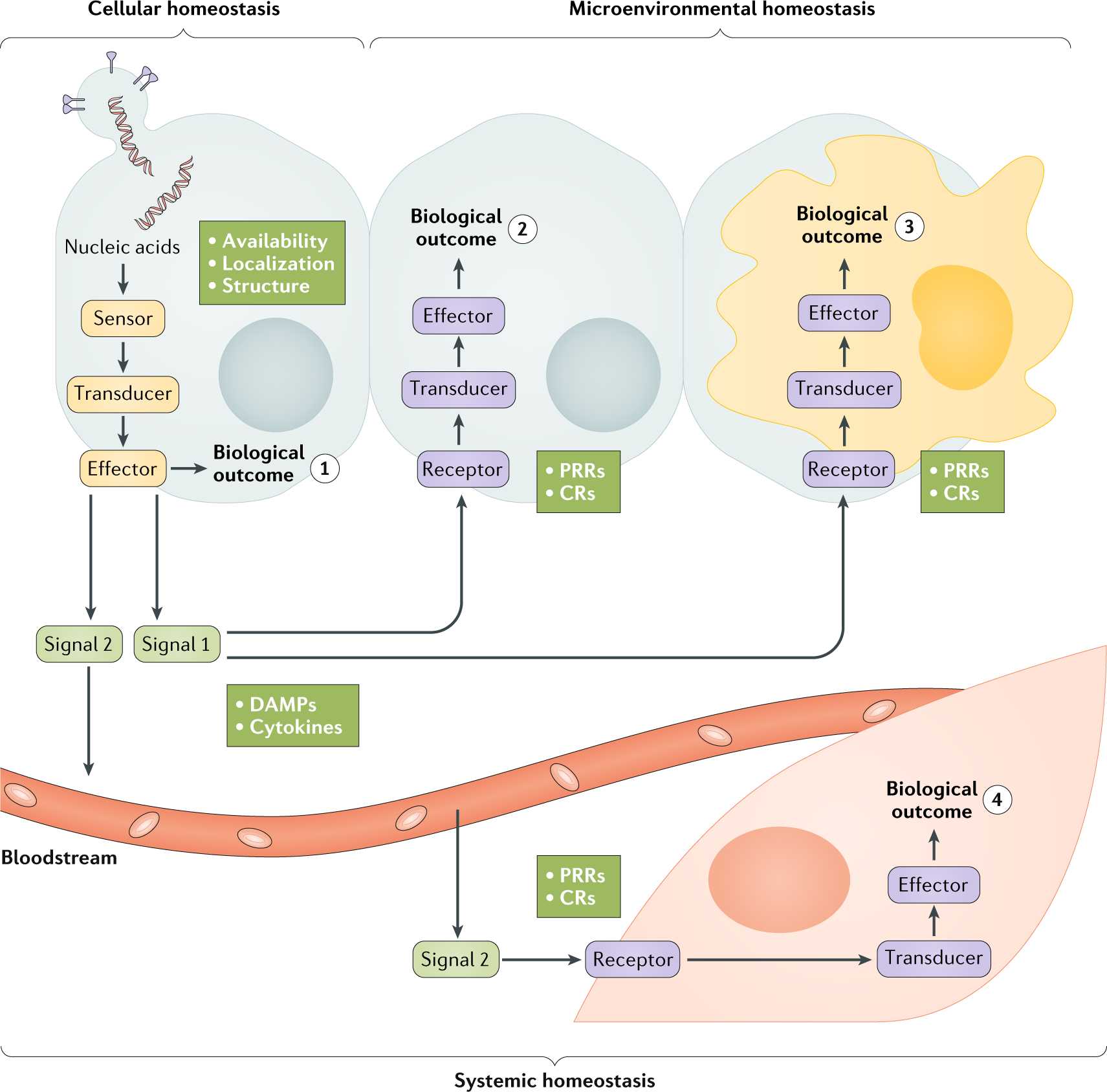 Pharmacological Modulation Of Nucleic Acid Sensors - 