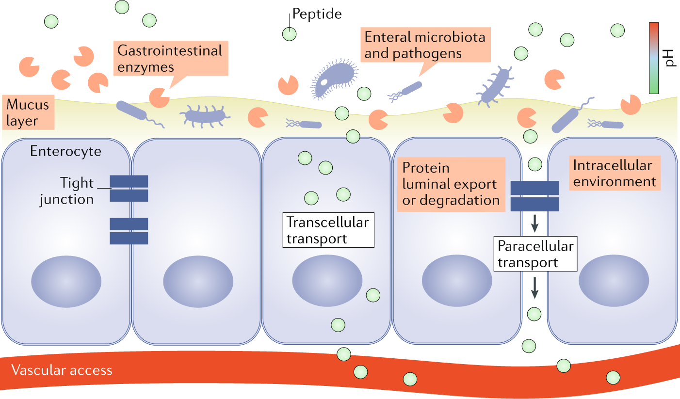 biotech peptides semaglutide review Advances in oral peptide therapeutics
