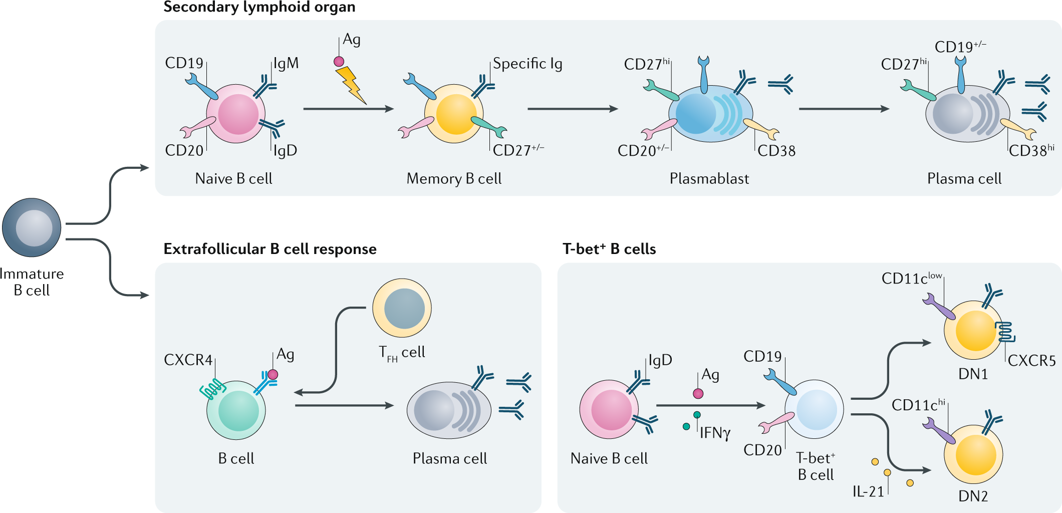 B cell depletion therapies in autoimmune disease: advances and mechanistic  insights | Nature Reviews Drug Discovery