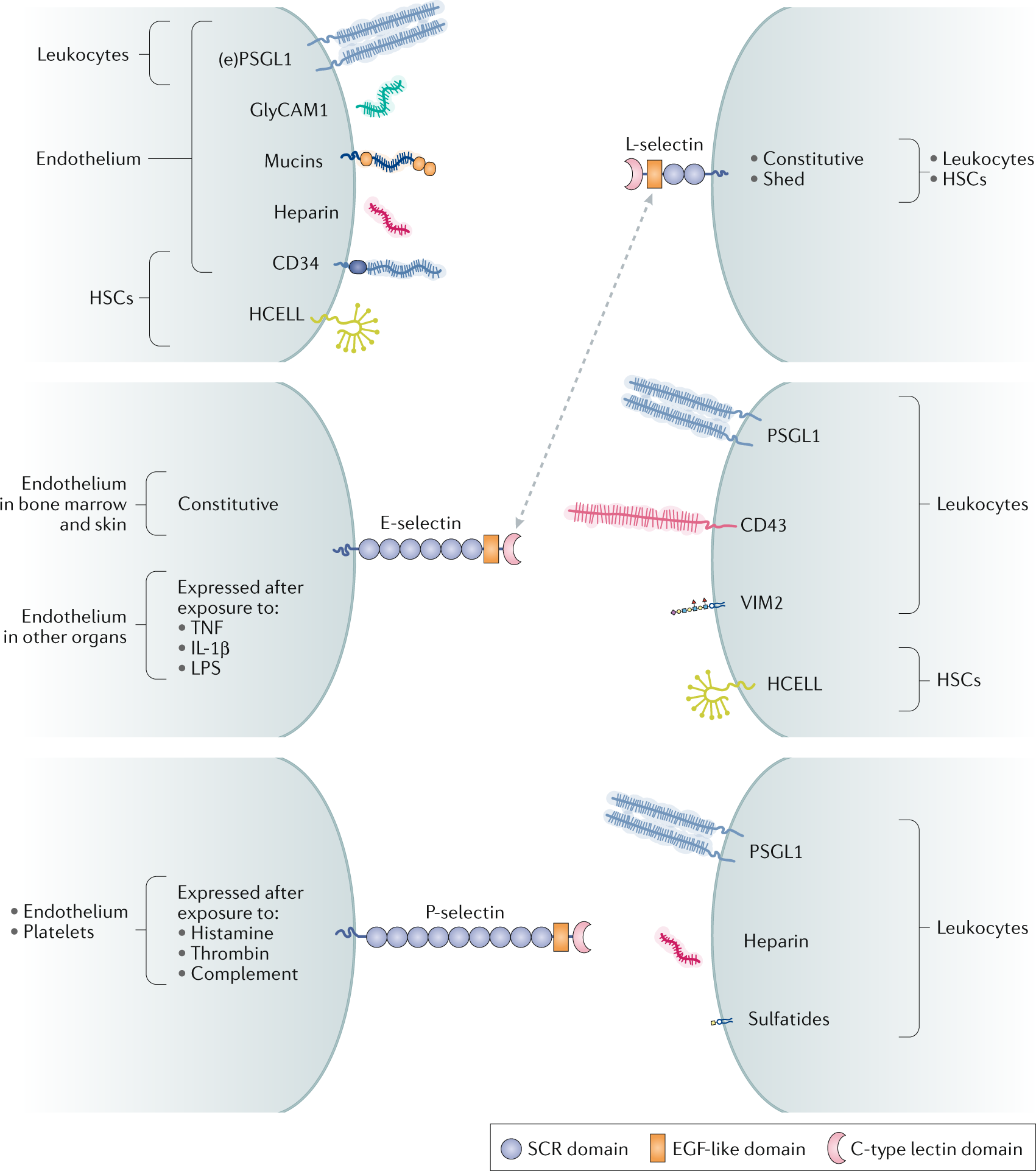 Big-Data Glycomics: Tools to Connect Glycan Biosynthesis to Extracellular  Communication: Trends in Biochemical Sciences