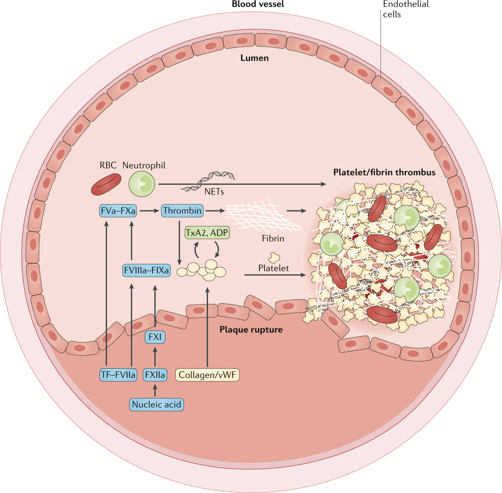 Therapeutic Strategies For Thrombosis New Targets And Approaches
