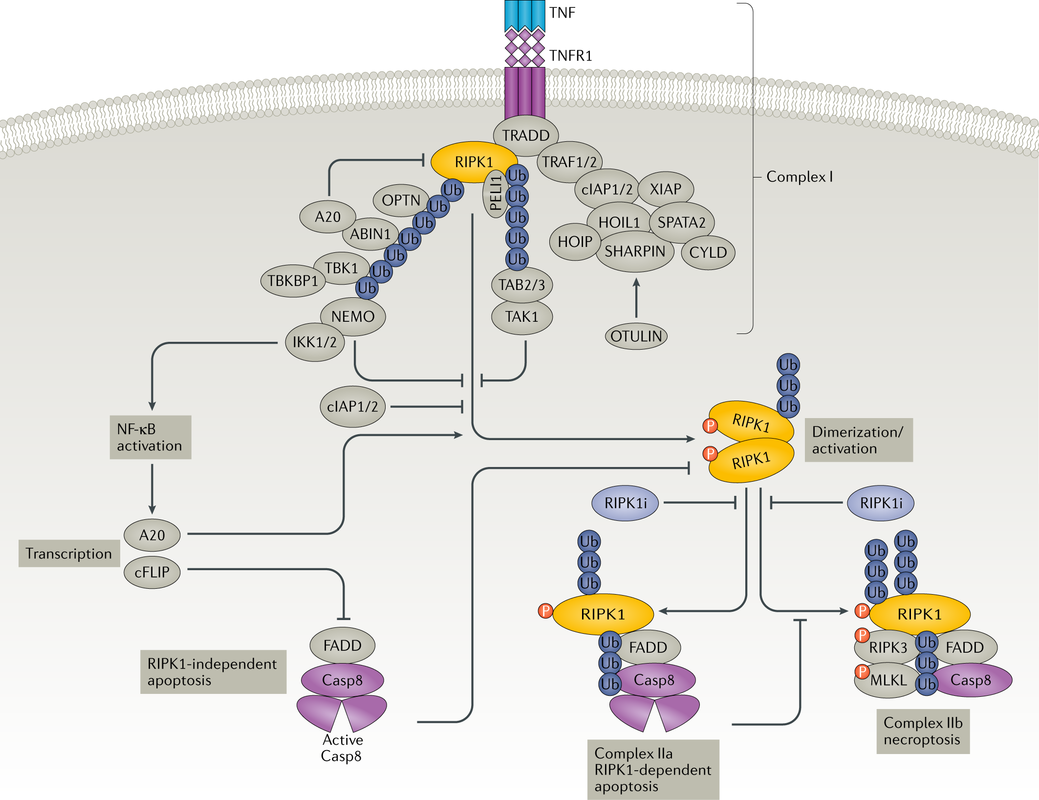 Receptor Interacting Protein Kinase 1 Ripk1 As A Therapeutic Target Nature Reviews Drug Discovery