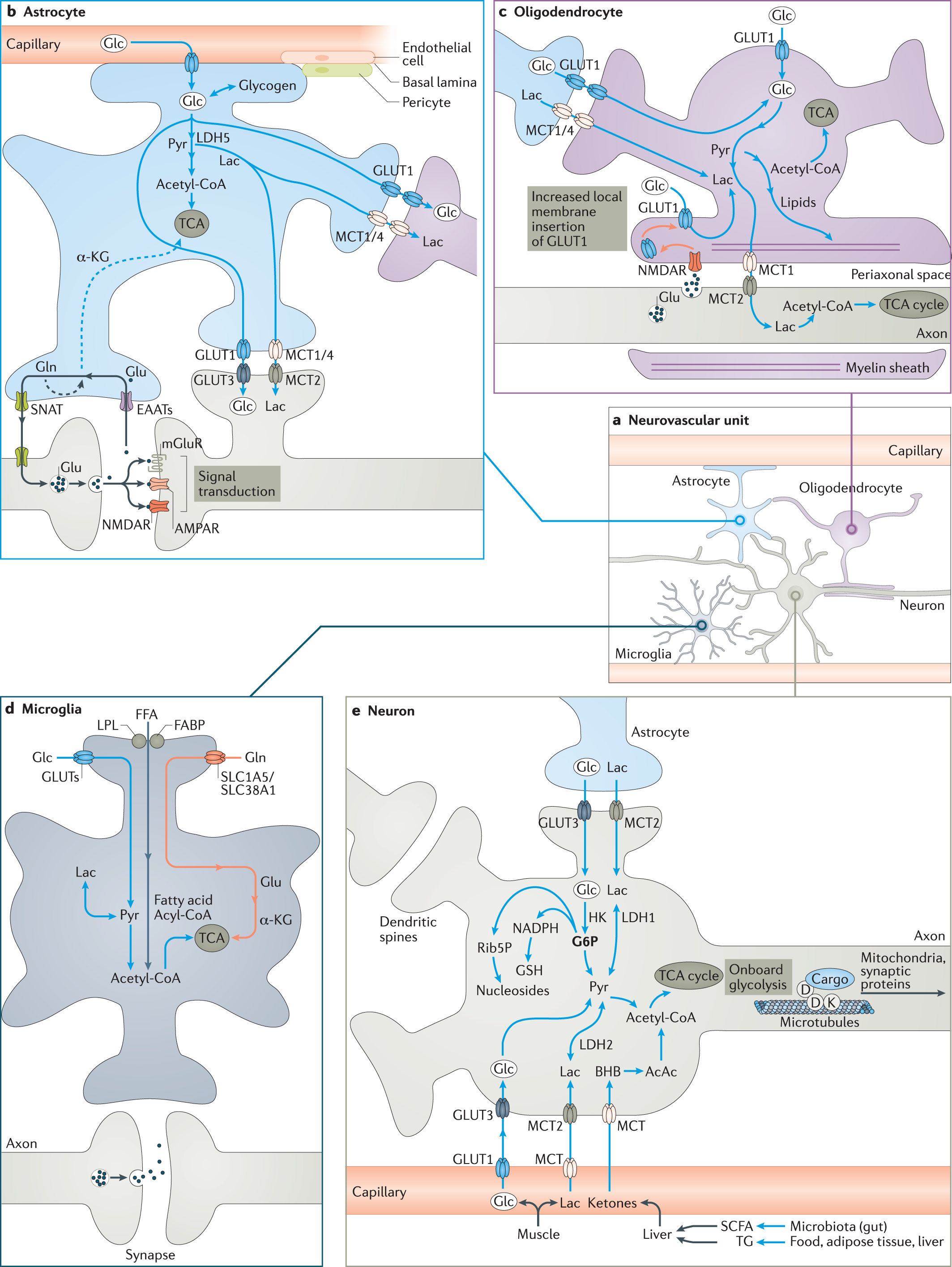 Natural Bioactive Molecules as Neuromedicines for the Treatment/Prevention  of Neurodegenerative Diseases