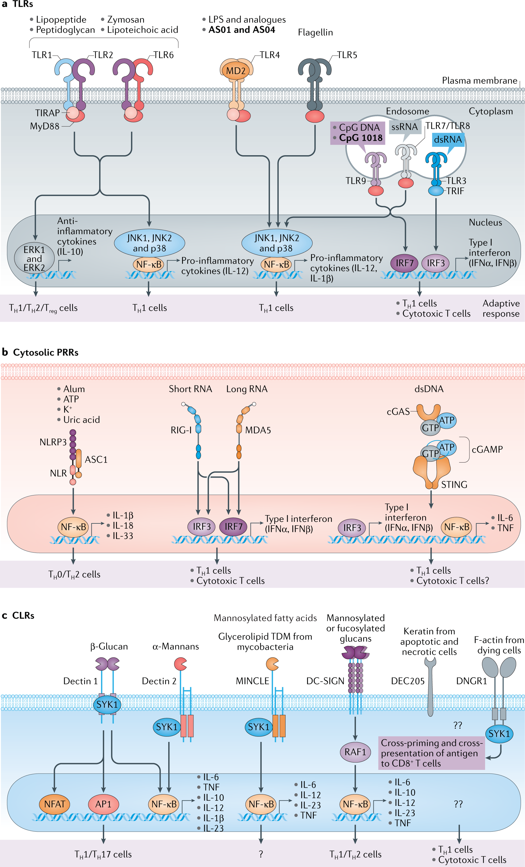 Fig. 1: Molecular targets of adjuvants.