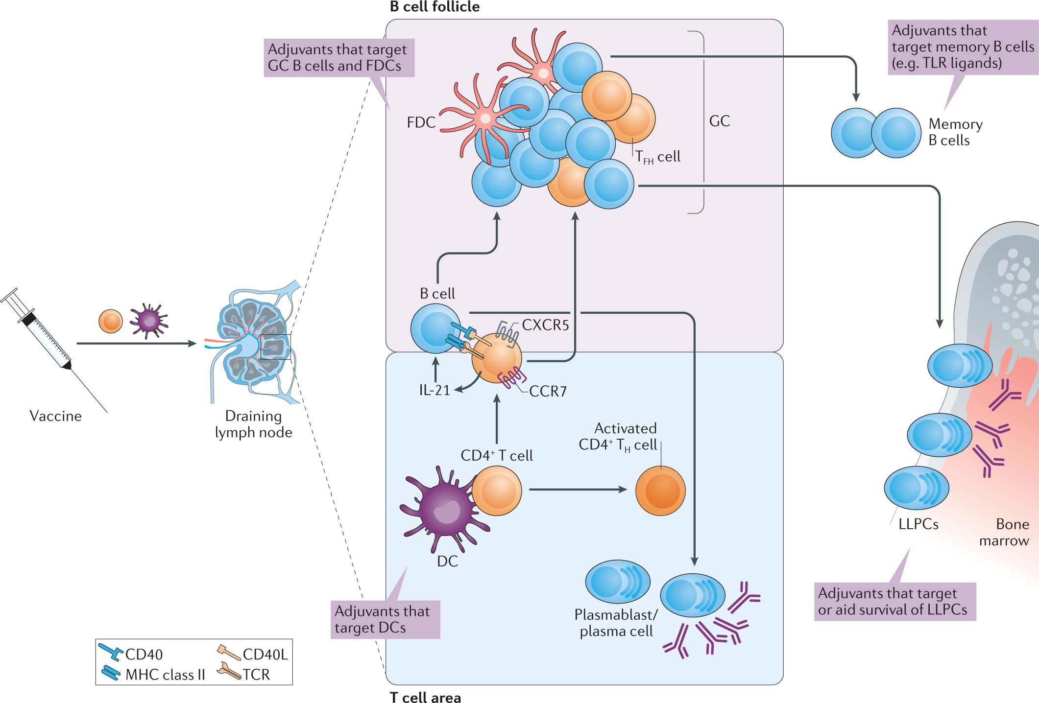 Fig. 3: Beyond the innate/adaptive paradigm, continuing education by adjuvants.