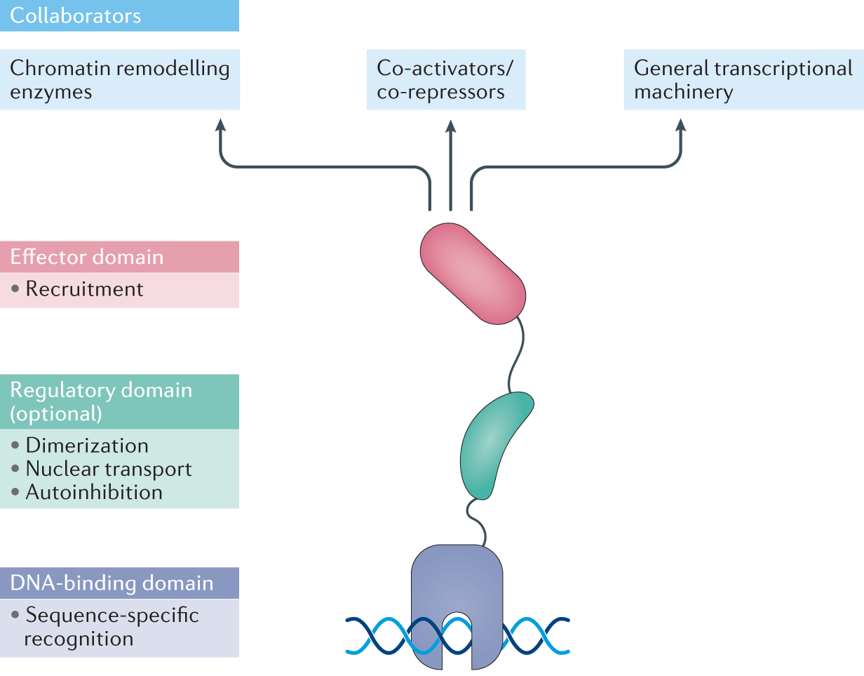 Advances in targeting 'undruggable' transcription factors with small  molecules | Nature Reviews Drug Discovery