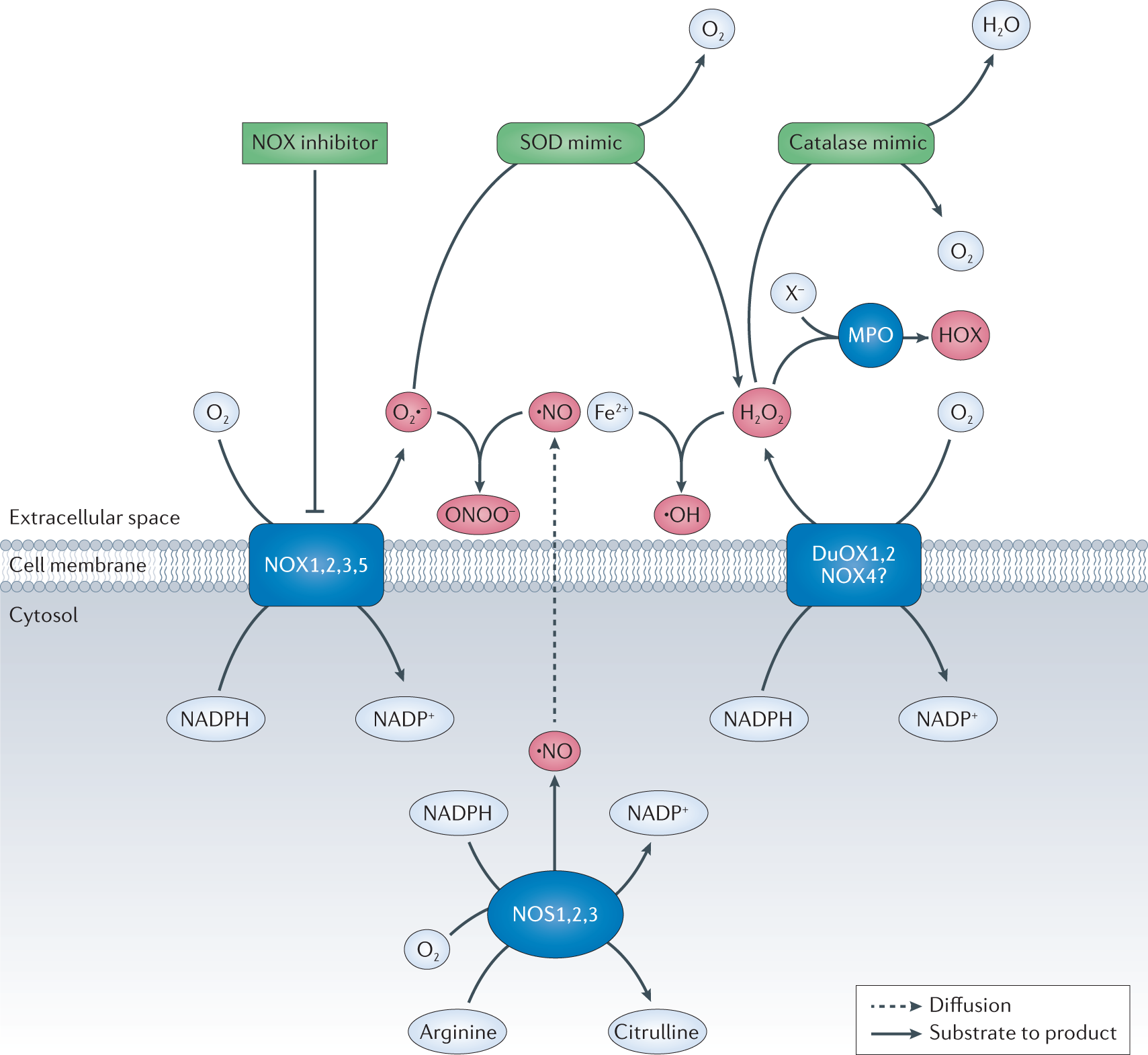 Targeting oxidative stress in disease: promise and limitations of  antioxidant therapy | Nature Reviews Drug Discovery