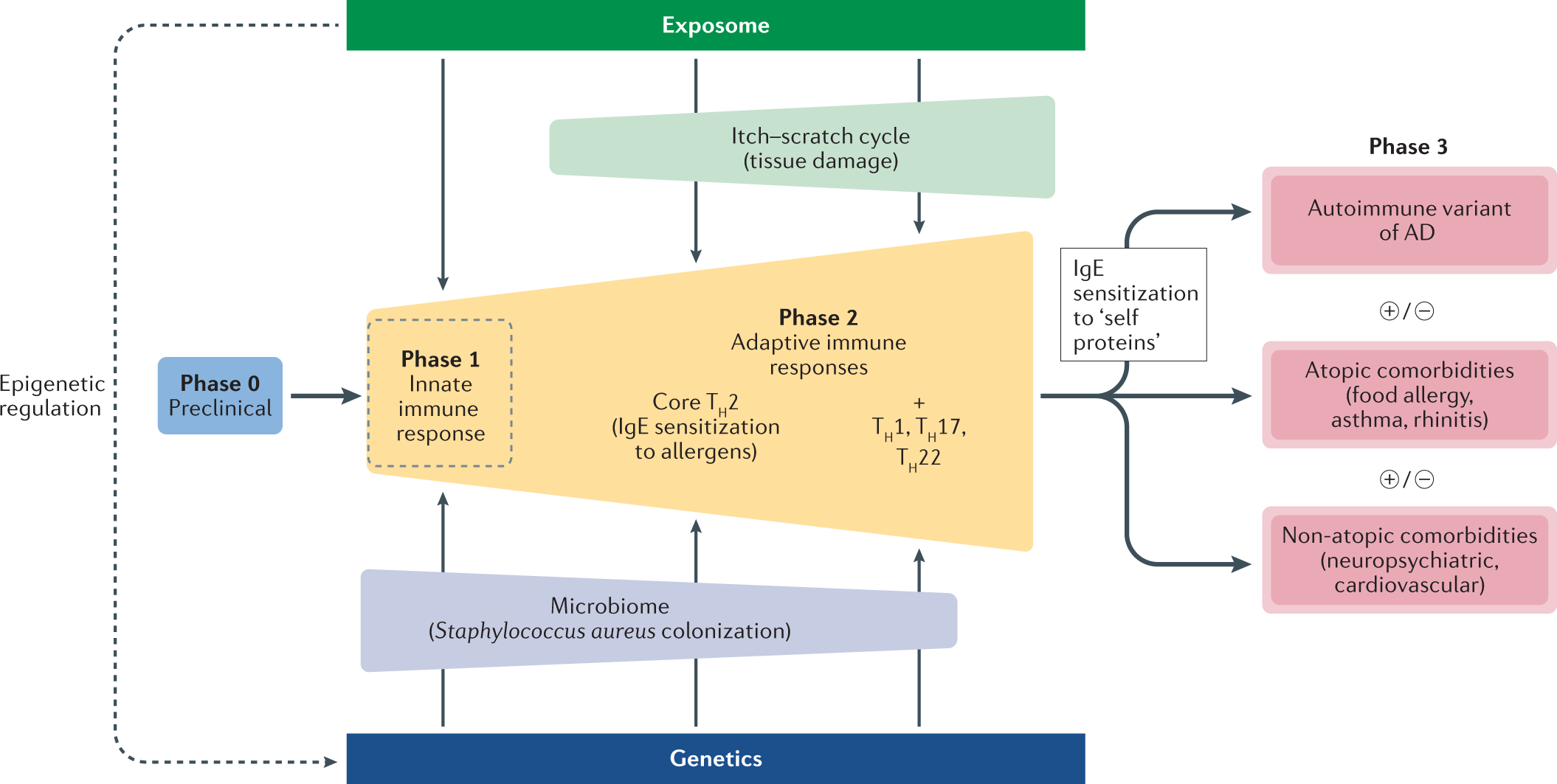 Atopic dermatitis: an expanding therapeutic pipeline for a complex disease