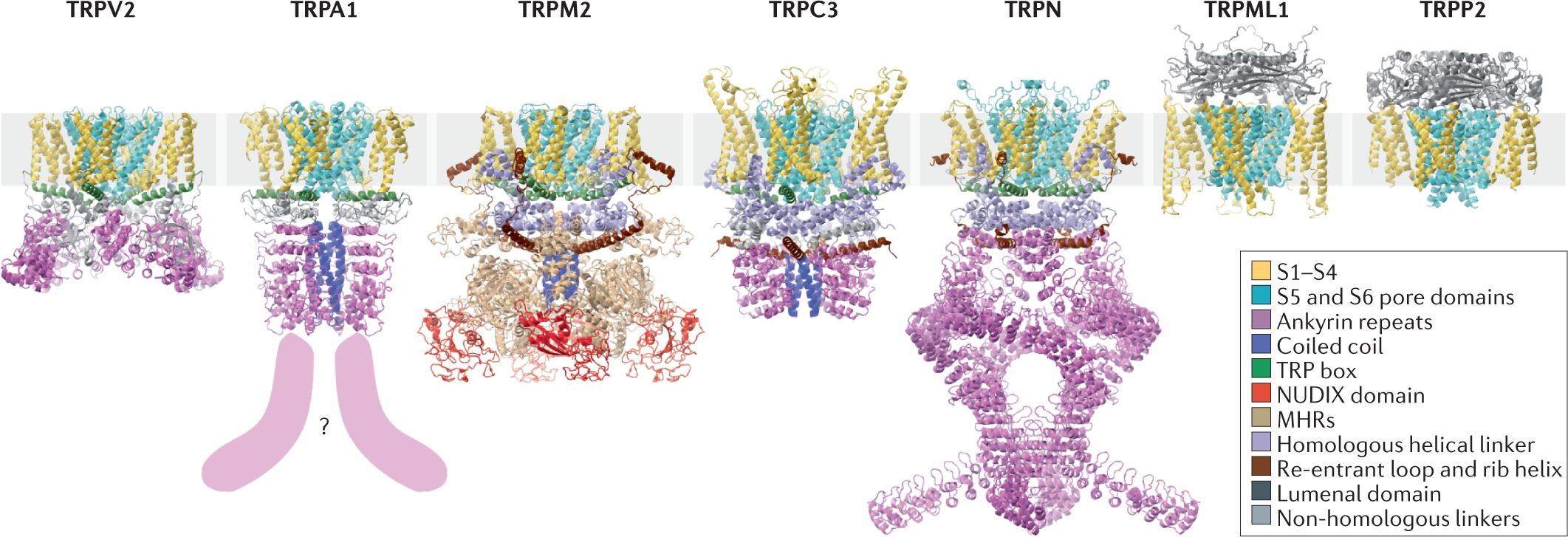 Advances in TRP channel drug discovery: from target validation to clinical  studies | Nature Reviews Drug Discovery