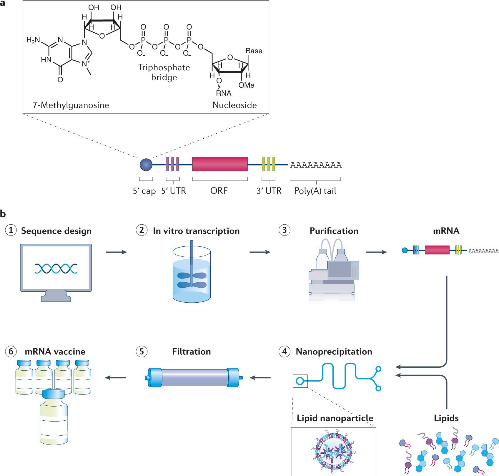 mRNA vaccines for infectious diseases: principles, delivery and clinical  translation | Nature Reviews Drug Discovery