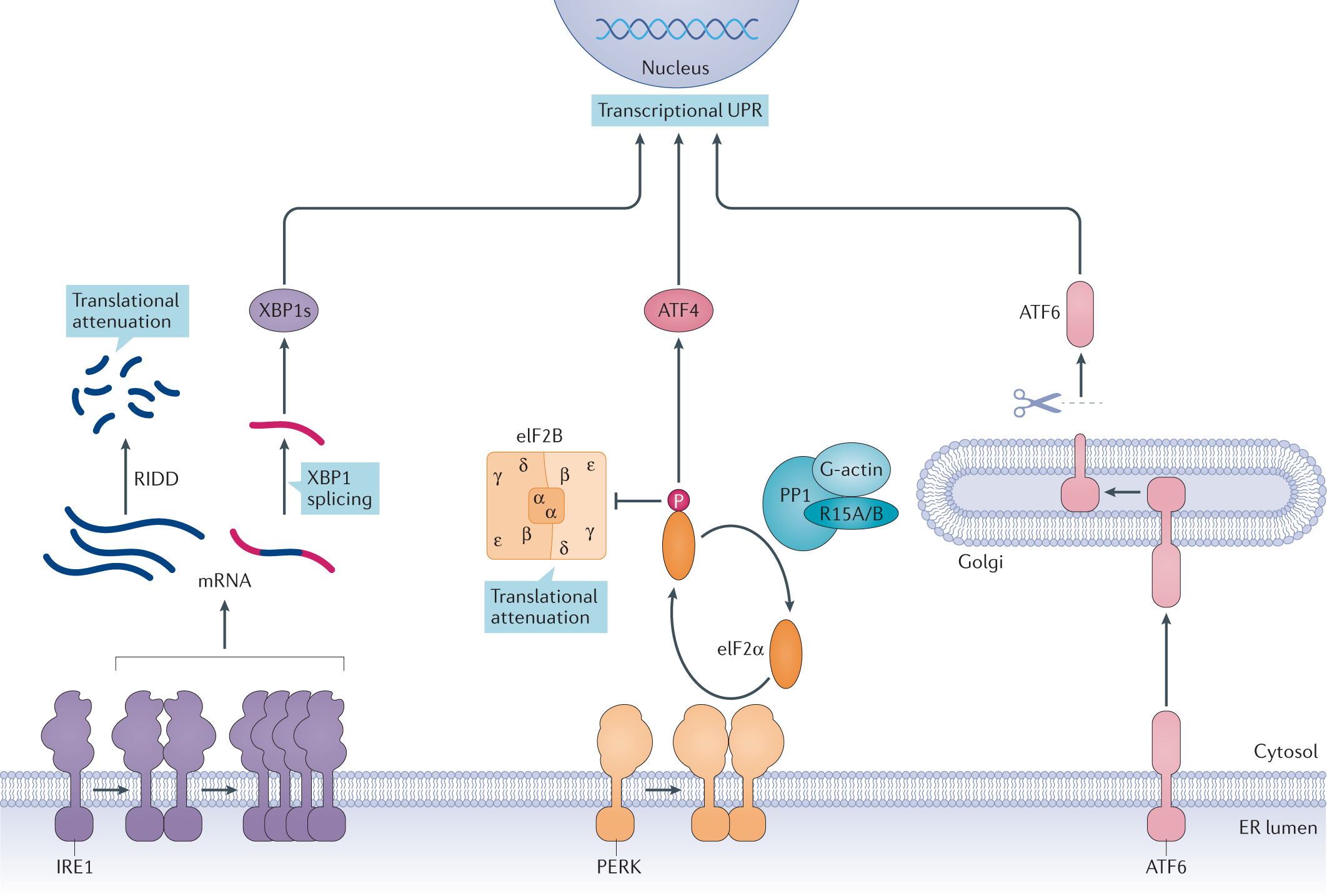 Pharmacological targeting of endoplasmic reticulum stress in disease |  Nature Reviews Drug Discovery