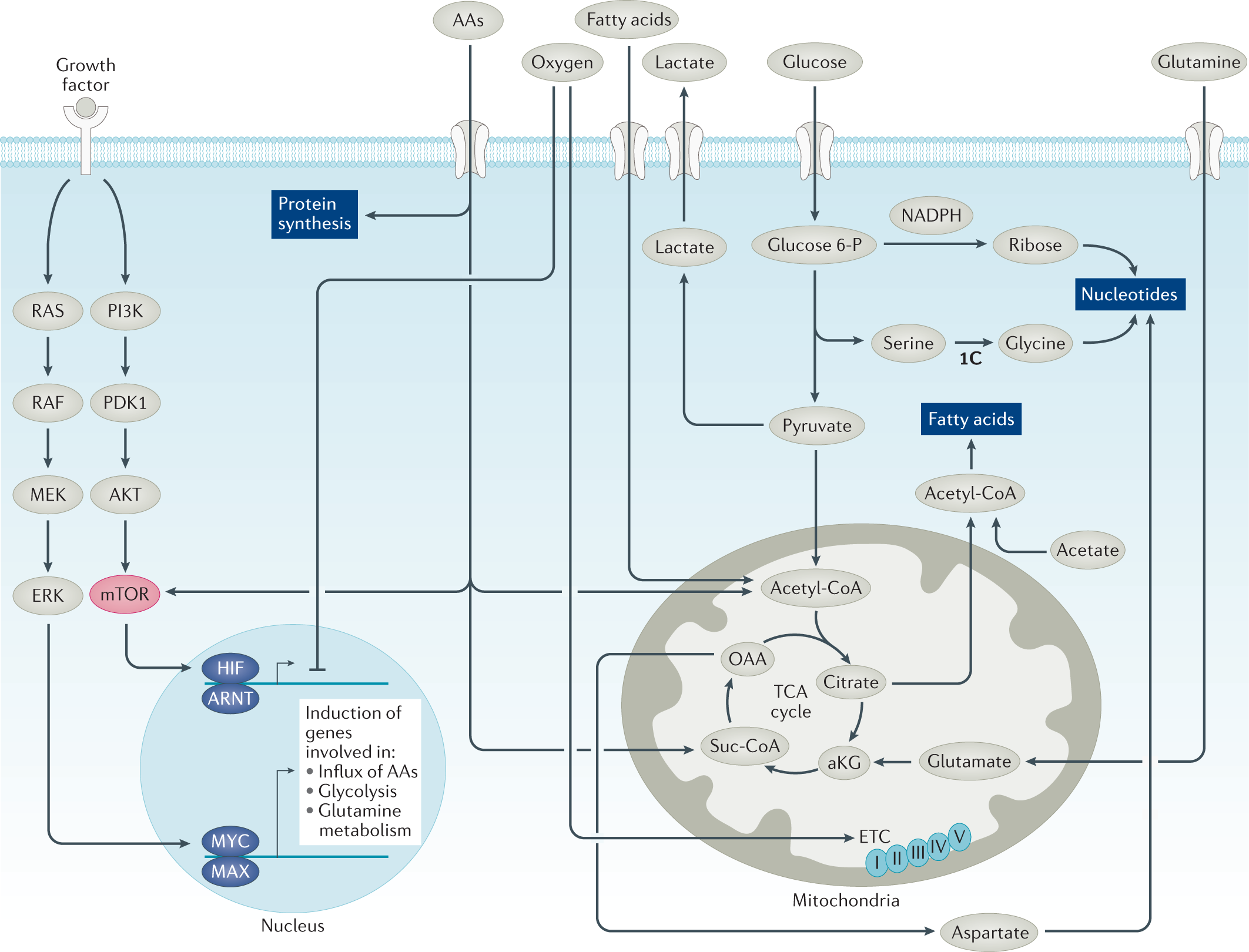 PDF) Neuro-Vulnerability in Energy Metabolism Regulation: A