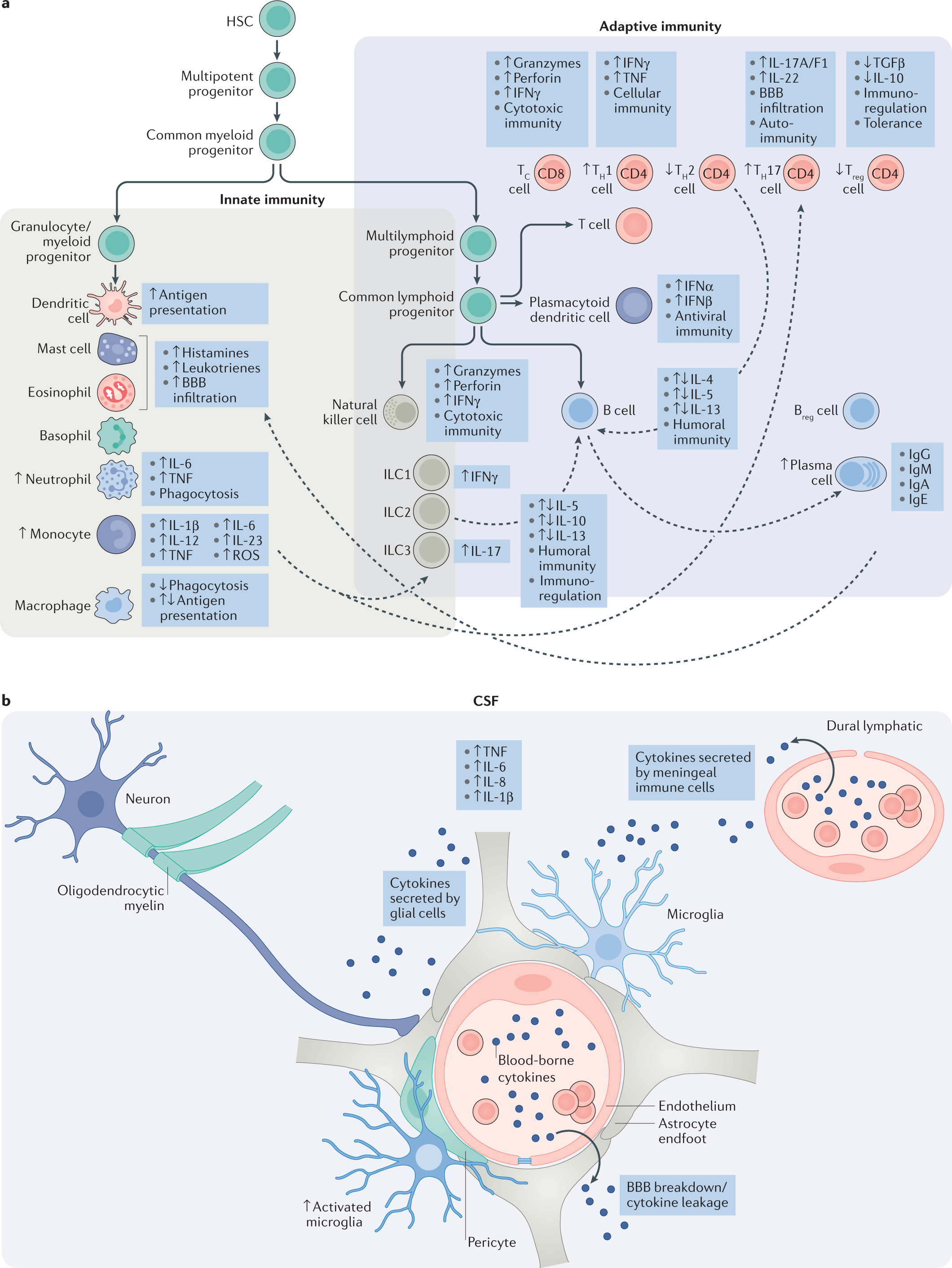 Pathogenesis, immunology, and immune‐targeted management of the