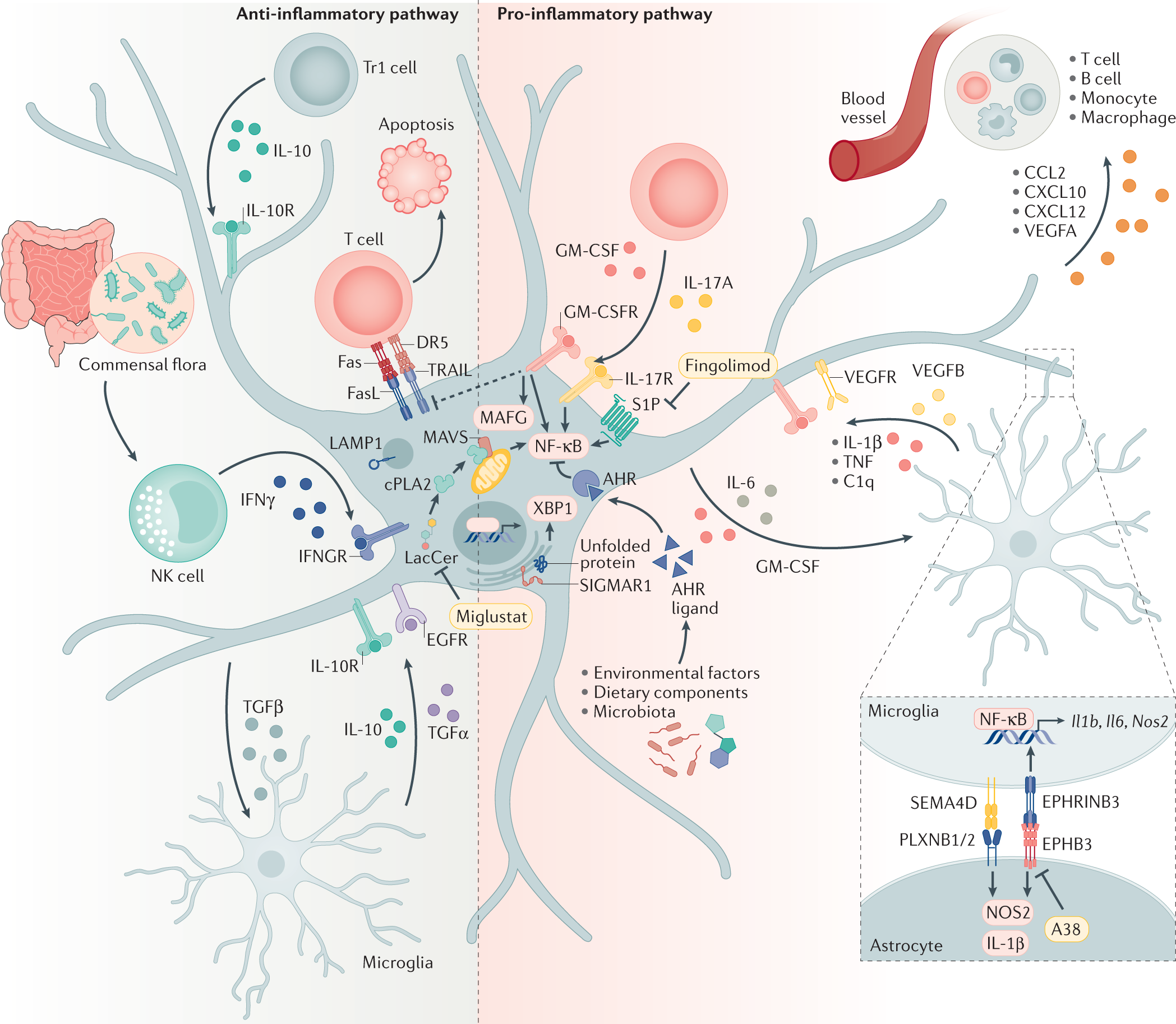 Schematic representation illustrating the astrocyte-synapse alterations