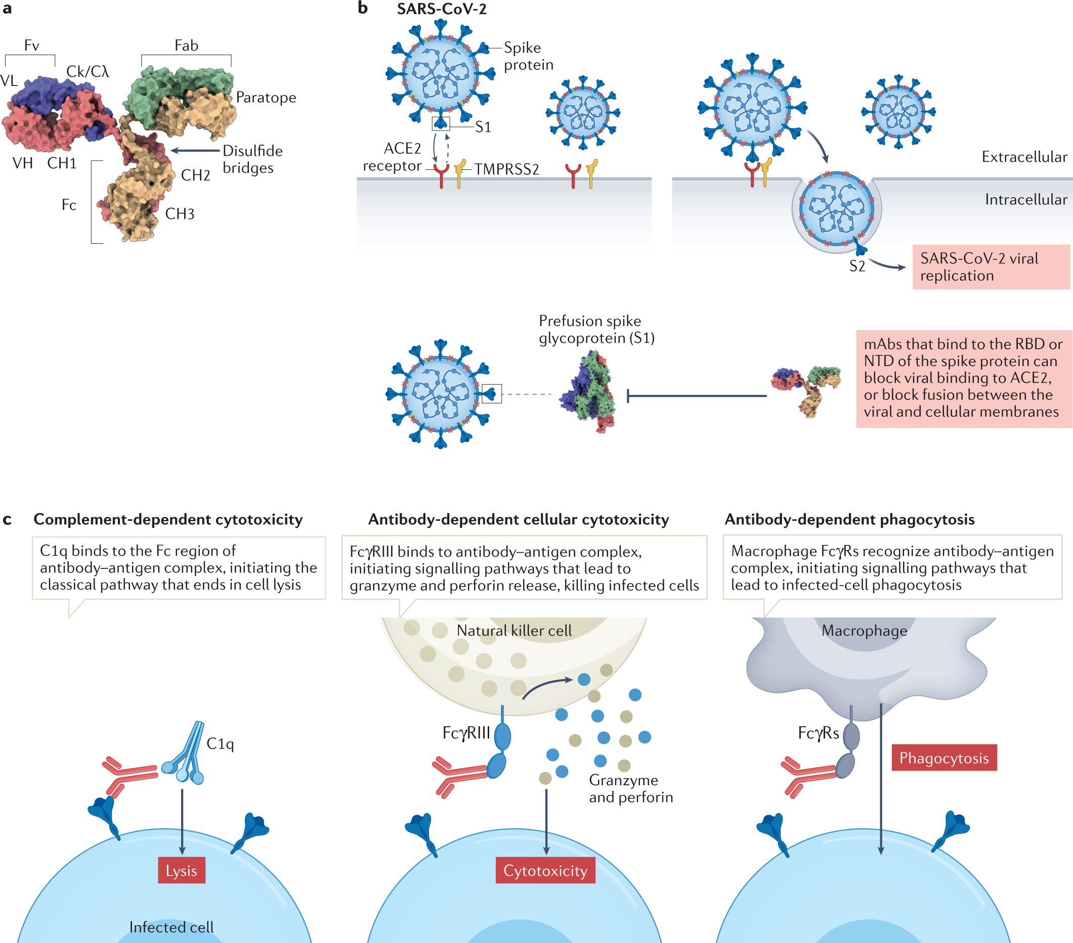 Opportunities for therapeutic antibodies directed at G-protein