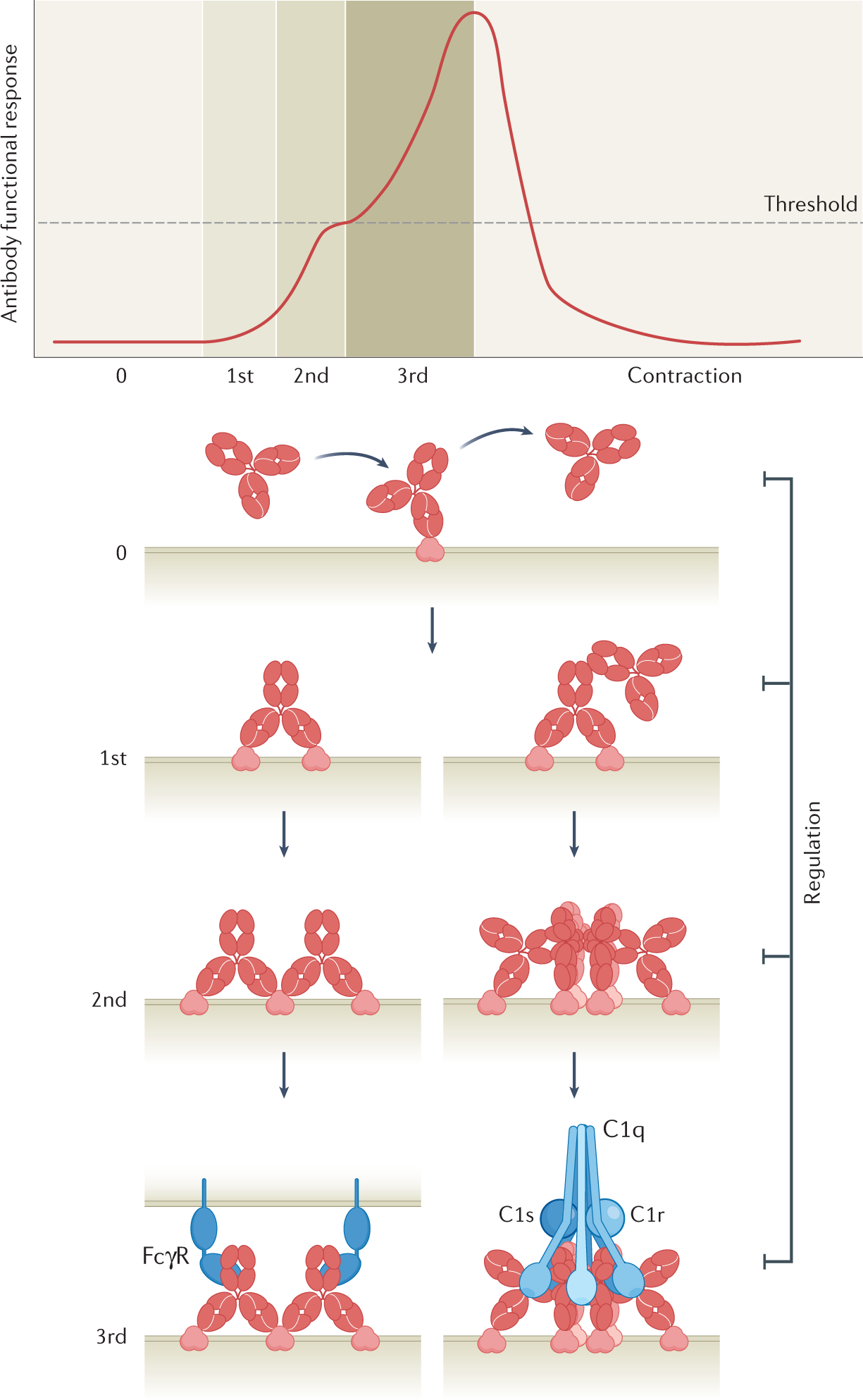 Avidity in antibody effector functions and biotherapeutic drug design |  Nature Reviews Drug Discovery