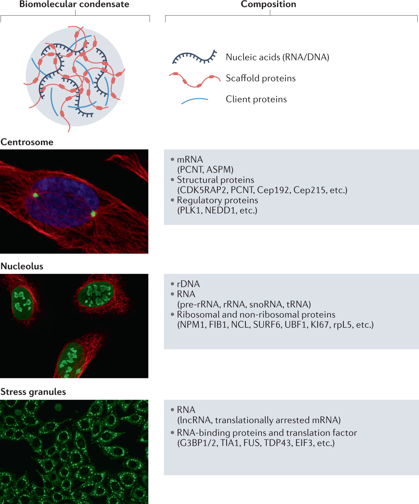 Modulating biomolecular condensates: a novel approach to drug discovery |  Nature Reviews Drug Discovery