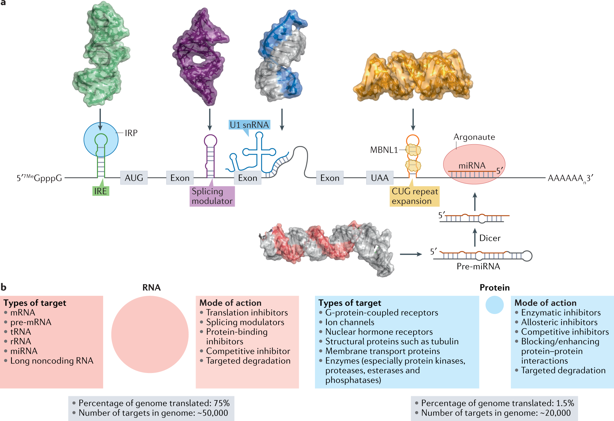 Targeting RNA structures with small molecules | Nature Reviews Drug  Discovery