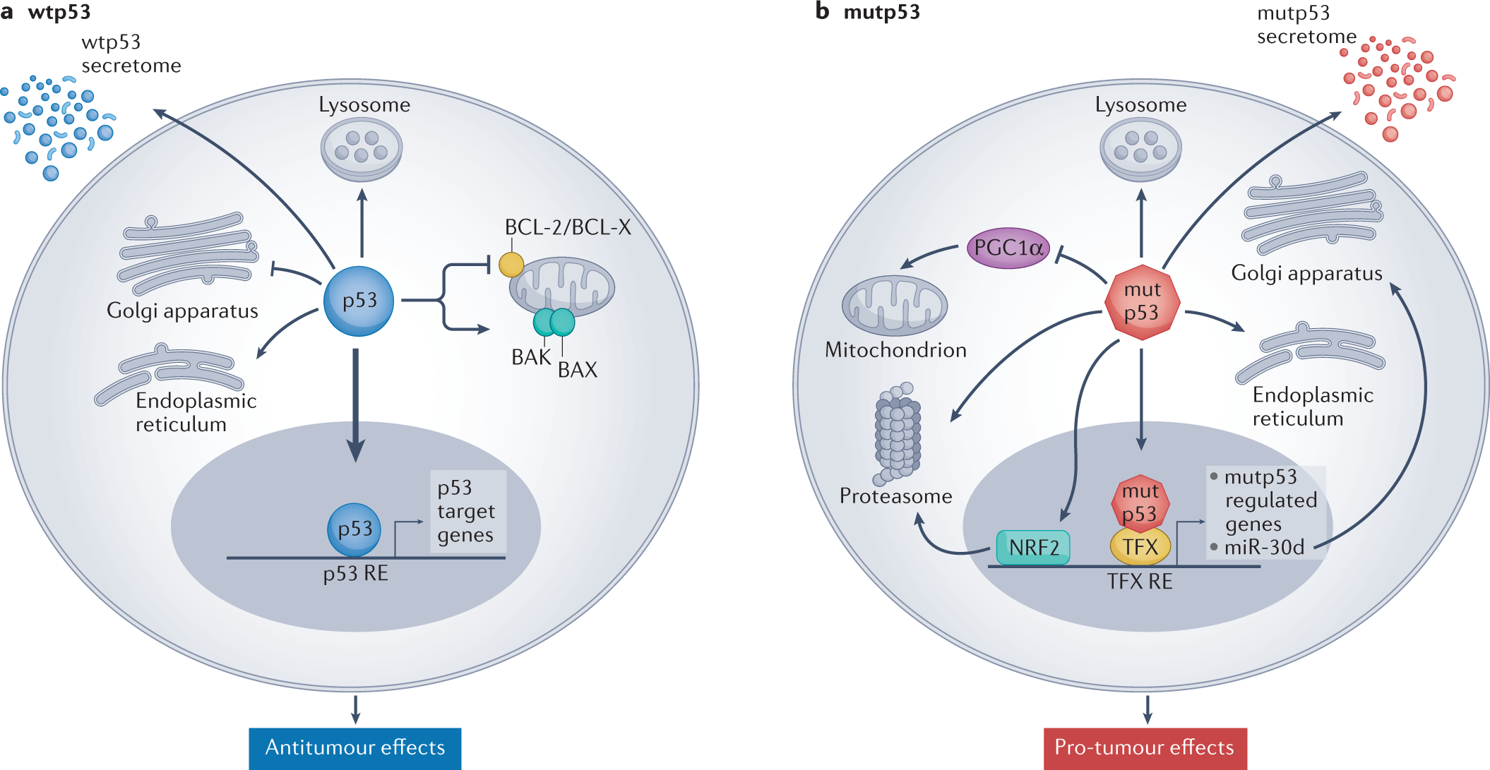 Is Target-Based Drug Discovery Efficient? Discovery and “Off-Target”  Mechanisms of All Drugs