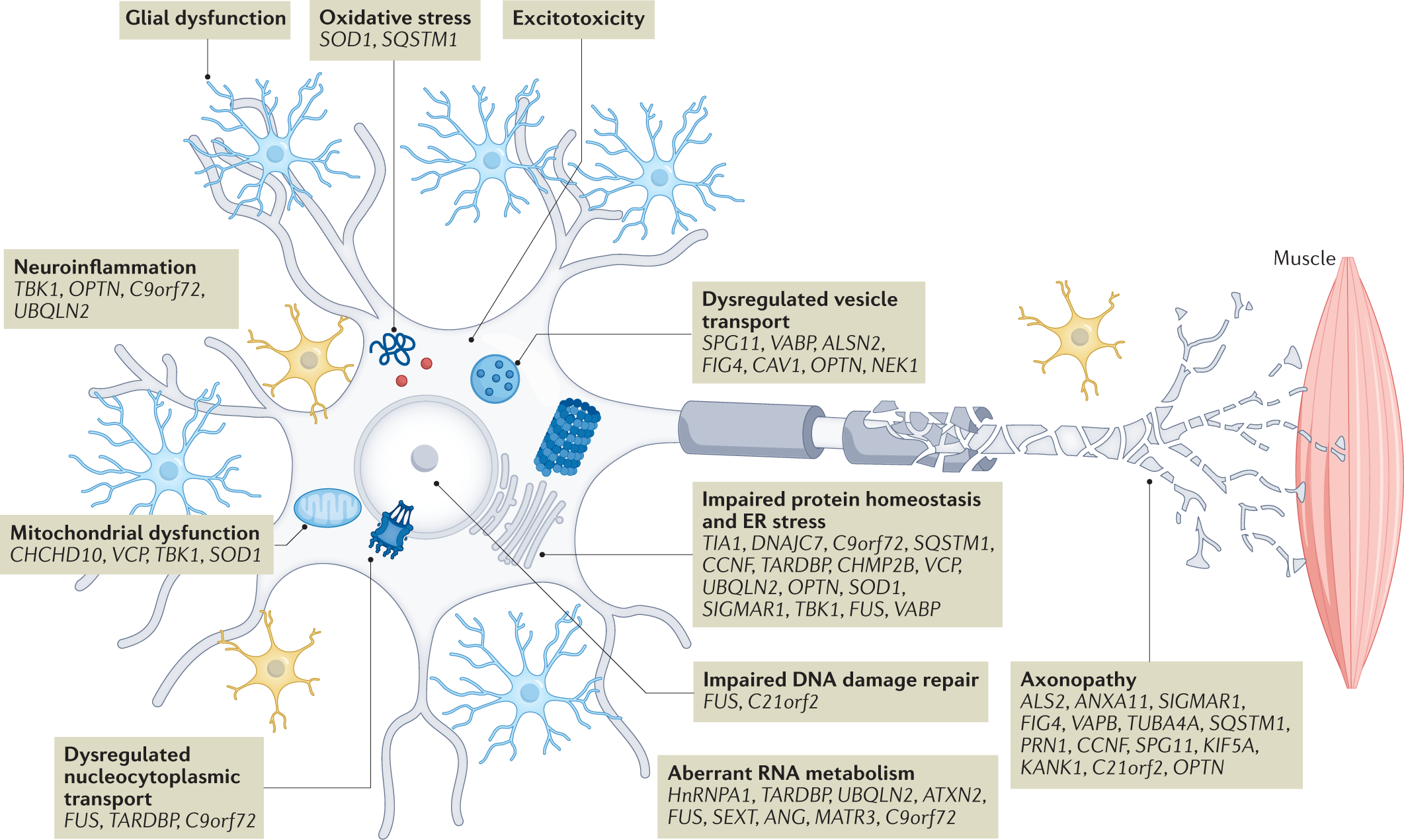 Amyotrophic lateral sclerosis: a neurodegenerative disorder poised for  successful therapeutic translation | Nature Reviews Drug Discovery