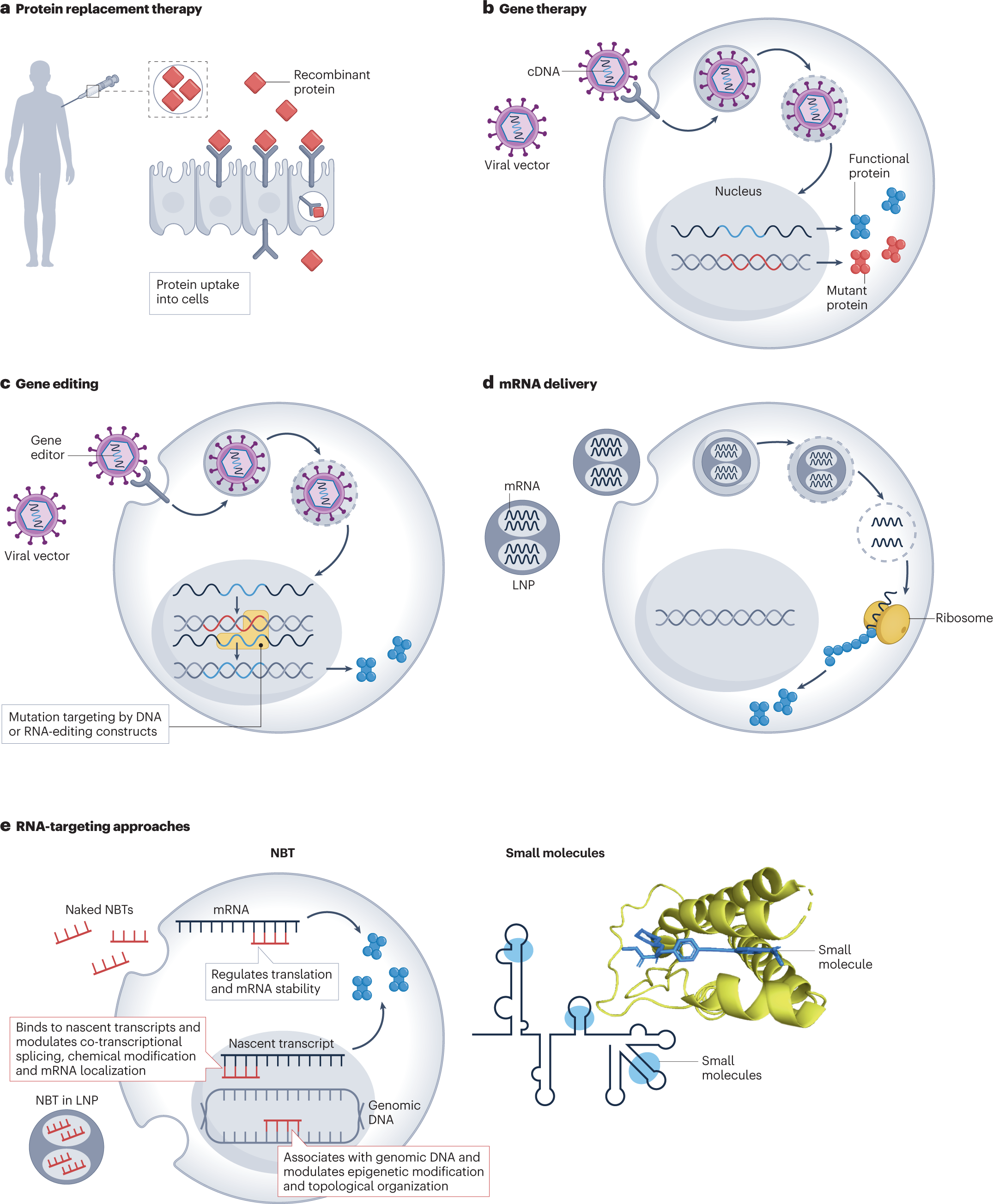 Genome-wide Mapping of Off-Target Events in Single-Stranded  Oligodeoxynucleotide-Mediated Gene Repair Experiments: Molecular Therapy