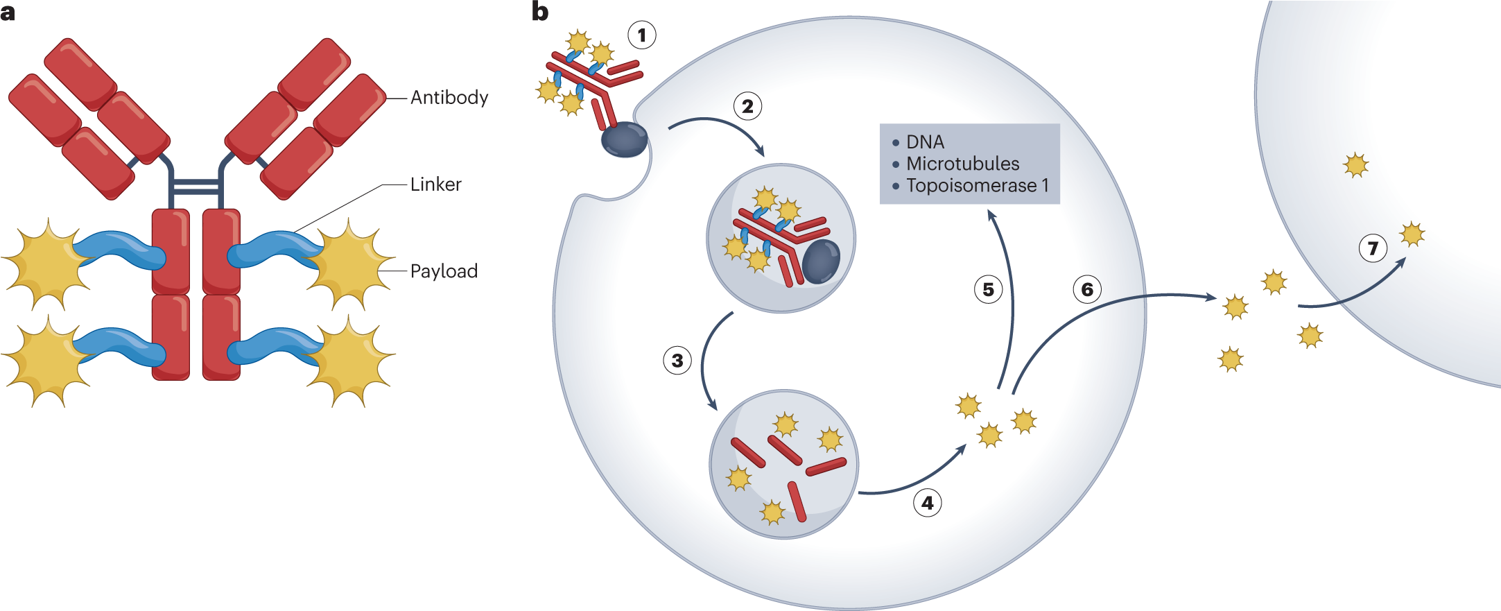 Antibody–drug conjugates come of age in oncology | Nature Reviews Drug Discovery