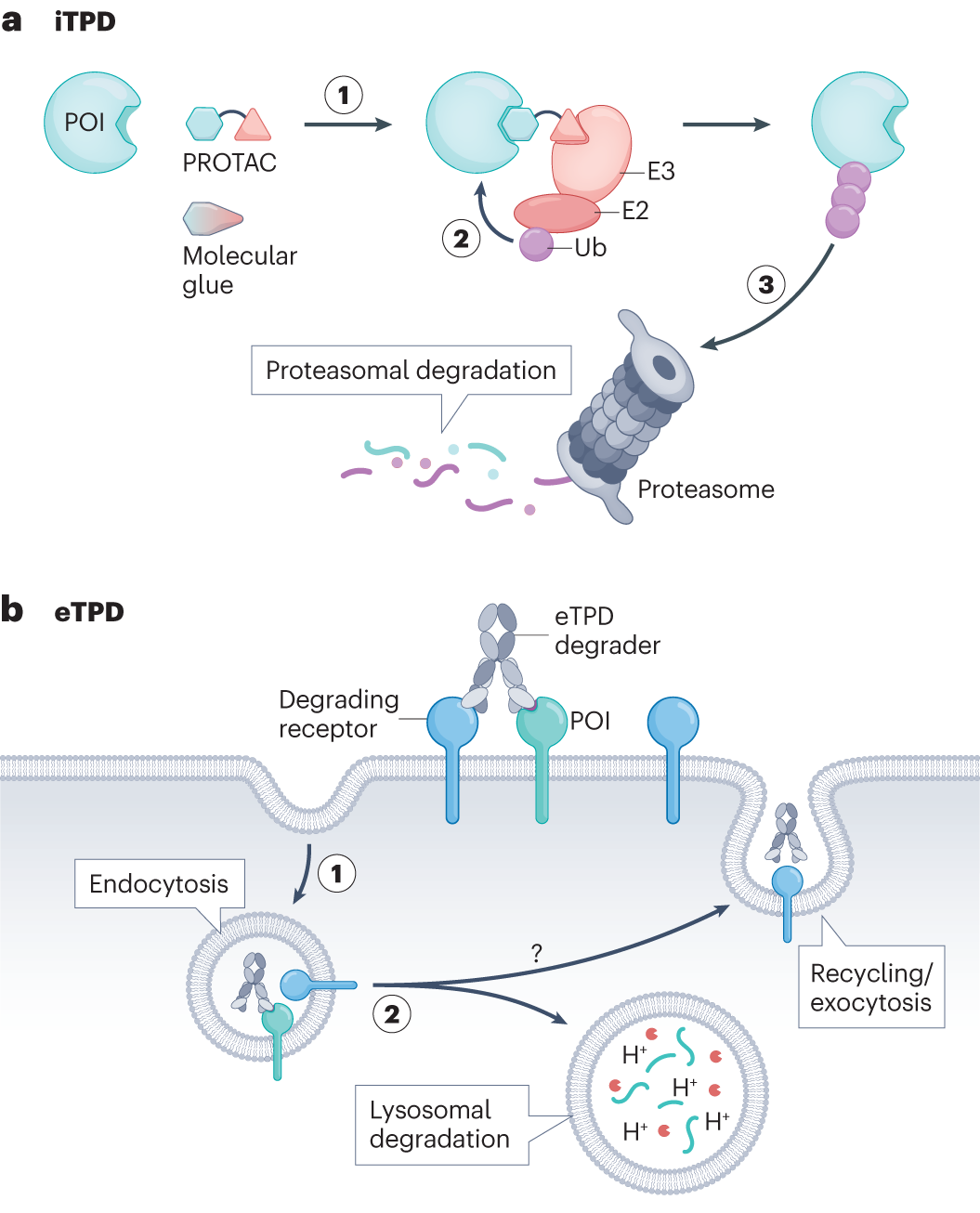 Targeted Protein Degradation Cryo-EM