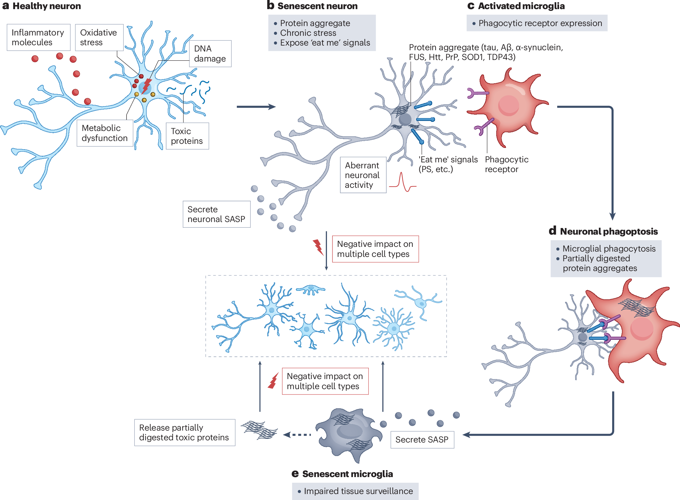 foxo4 dri senolytic human trial 2024 The disordered p53 transactivation domain is the target of and the compound FOXO4-DRI Therapeutic targeting of senescent cells