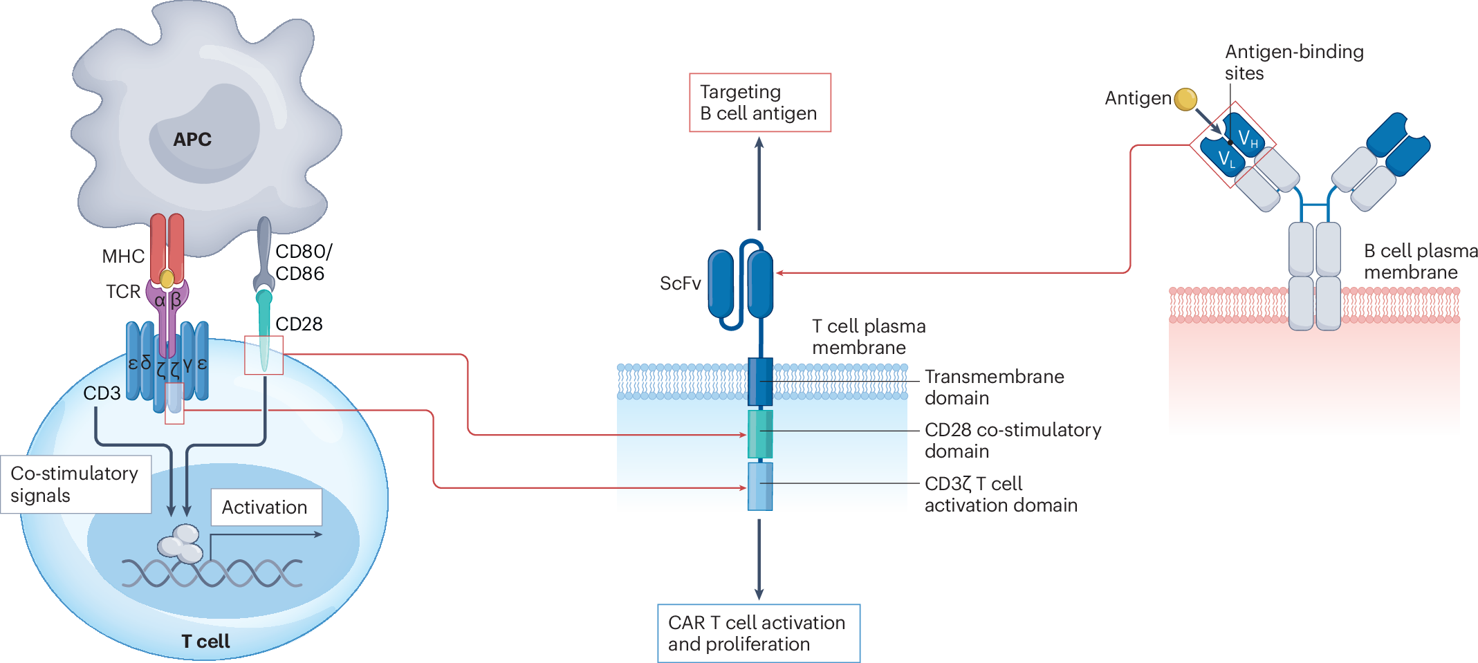 Roads and detours for CAR T cell therapy in autoimmune diseases 