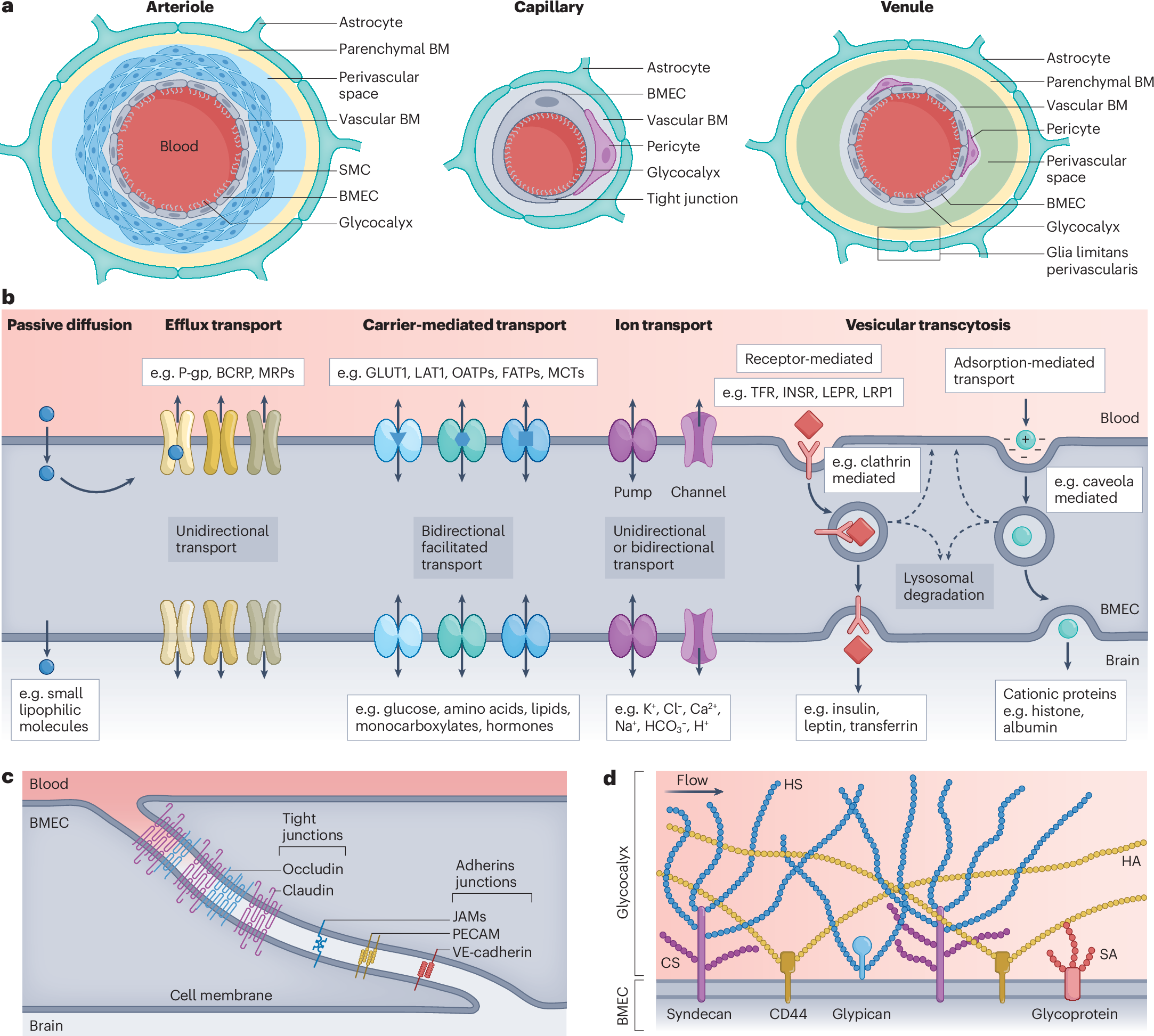 glutathione blood brain barrier Micronutrients and kidney health main image 1