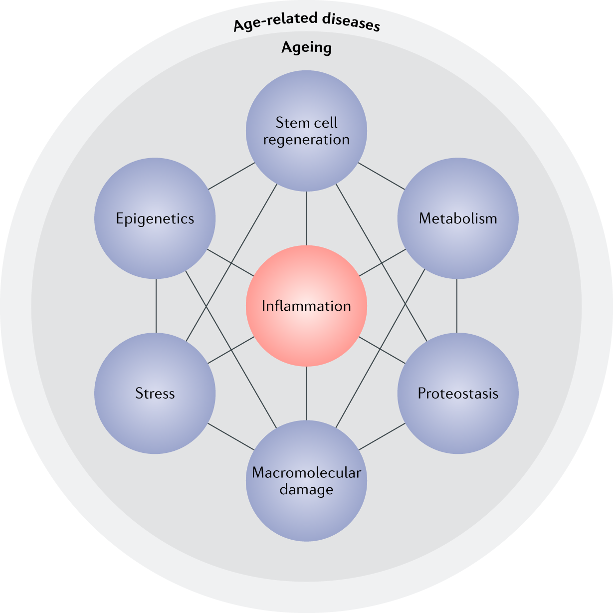 Related disease. Инфламэйджинг. 7s модель 7 Pillars. Инфламейджинг вектор.