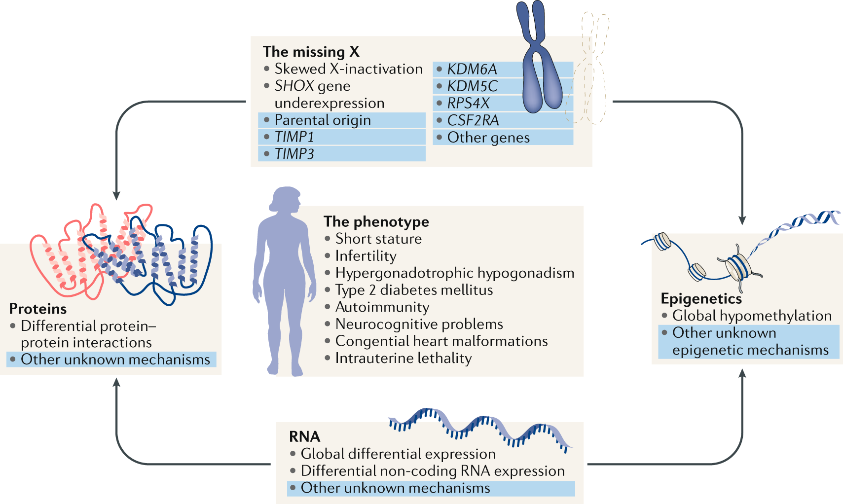 Turner syndrome: mechanisms and management | Nature Reviews ...