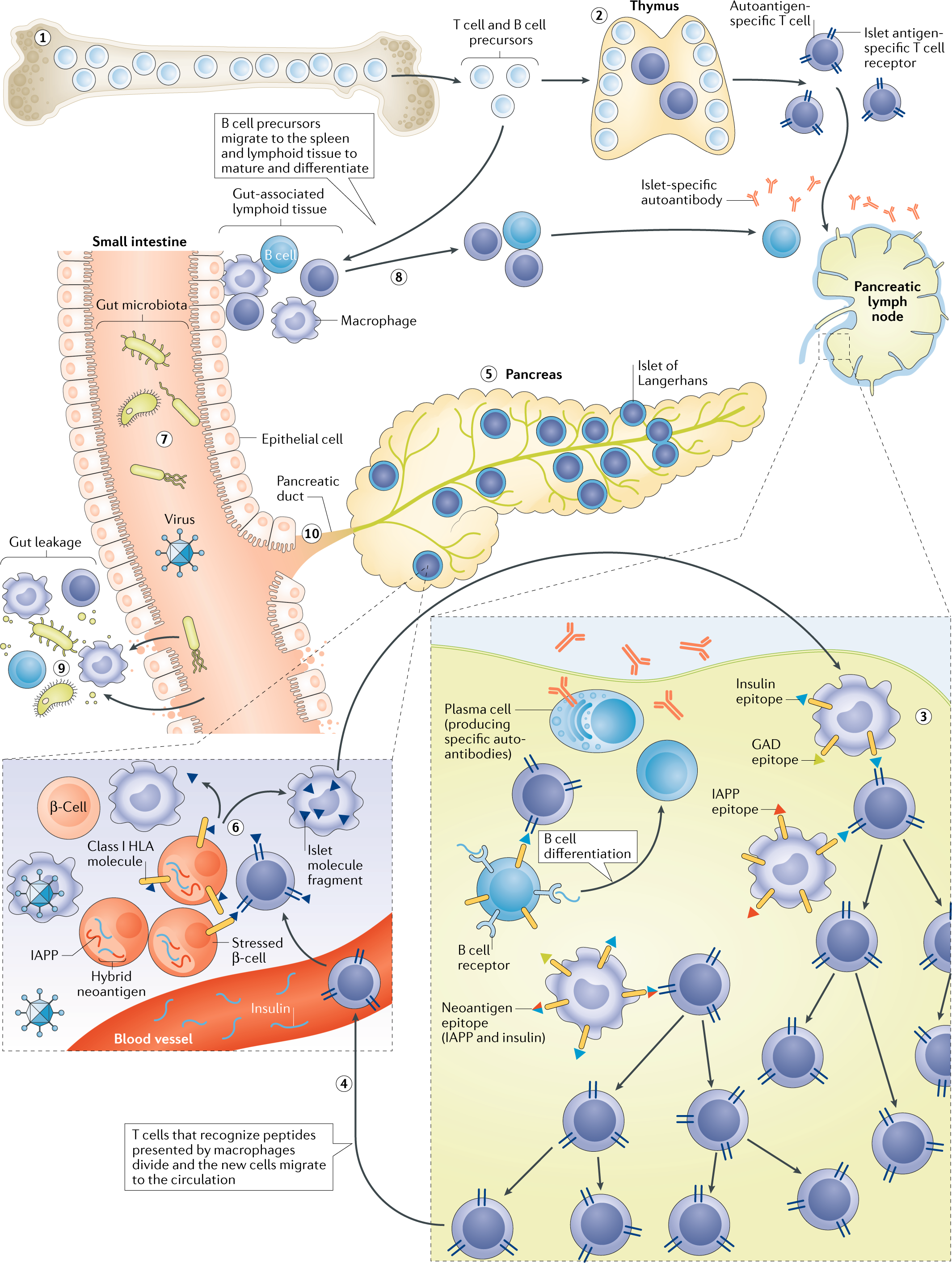 Study uncovers why COVID is more deadly fo | EurekAlert!