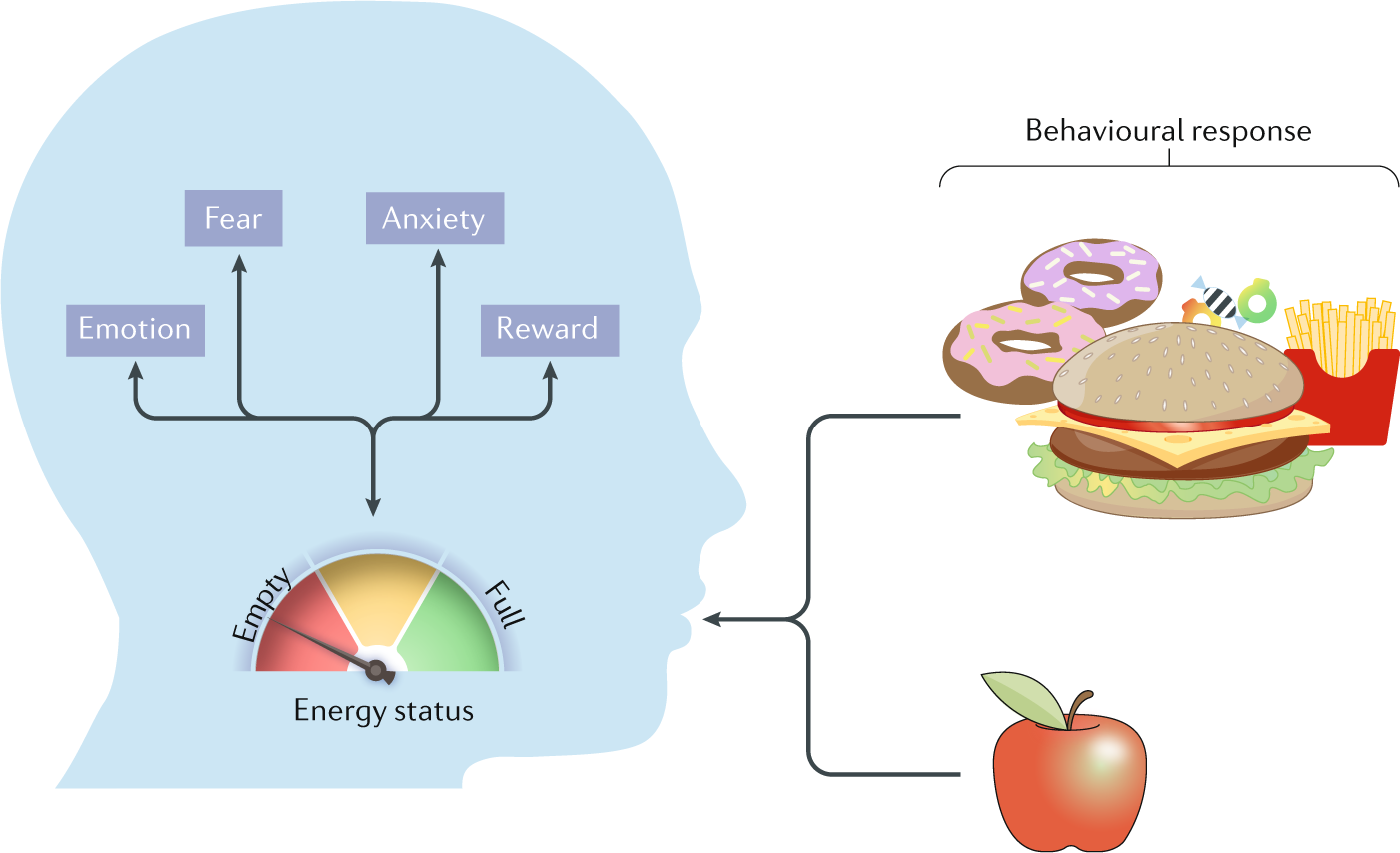 Гомеостаз схема рисунок. Гомеостаз. Гомеостаз рисунок. Гомеостаз рисунок биология.