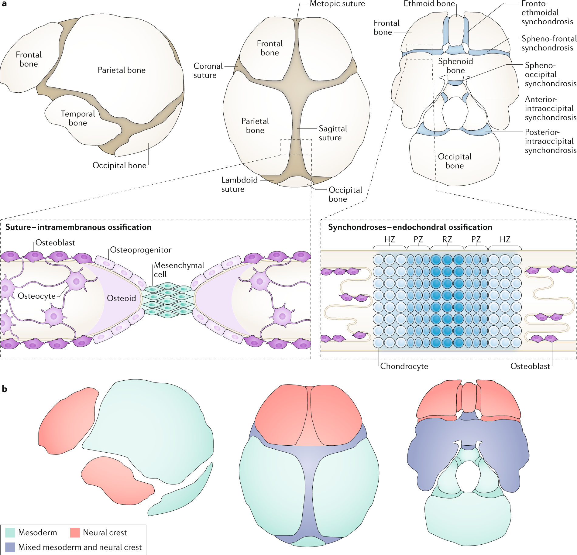 Role of thyroid hormones in craniofacial development | Nature Reviews  Endocrinology